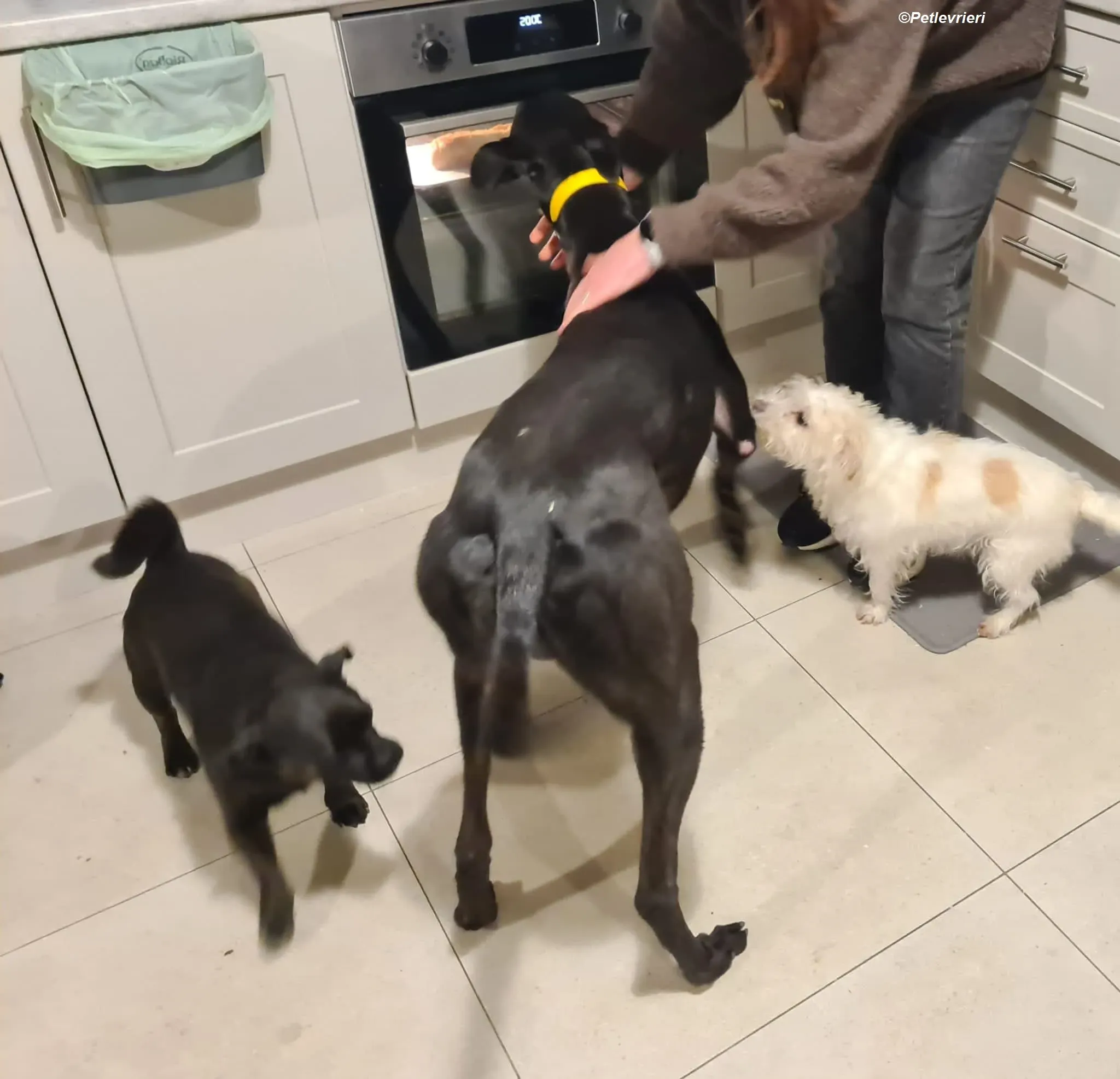 Joey adozione levrieri greyhound 5