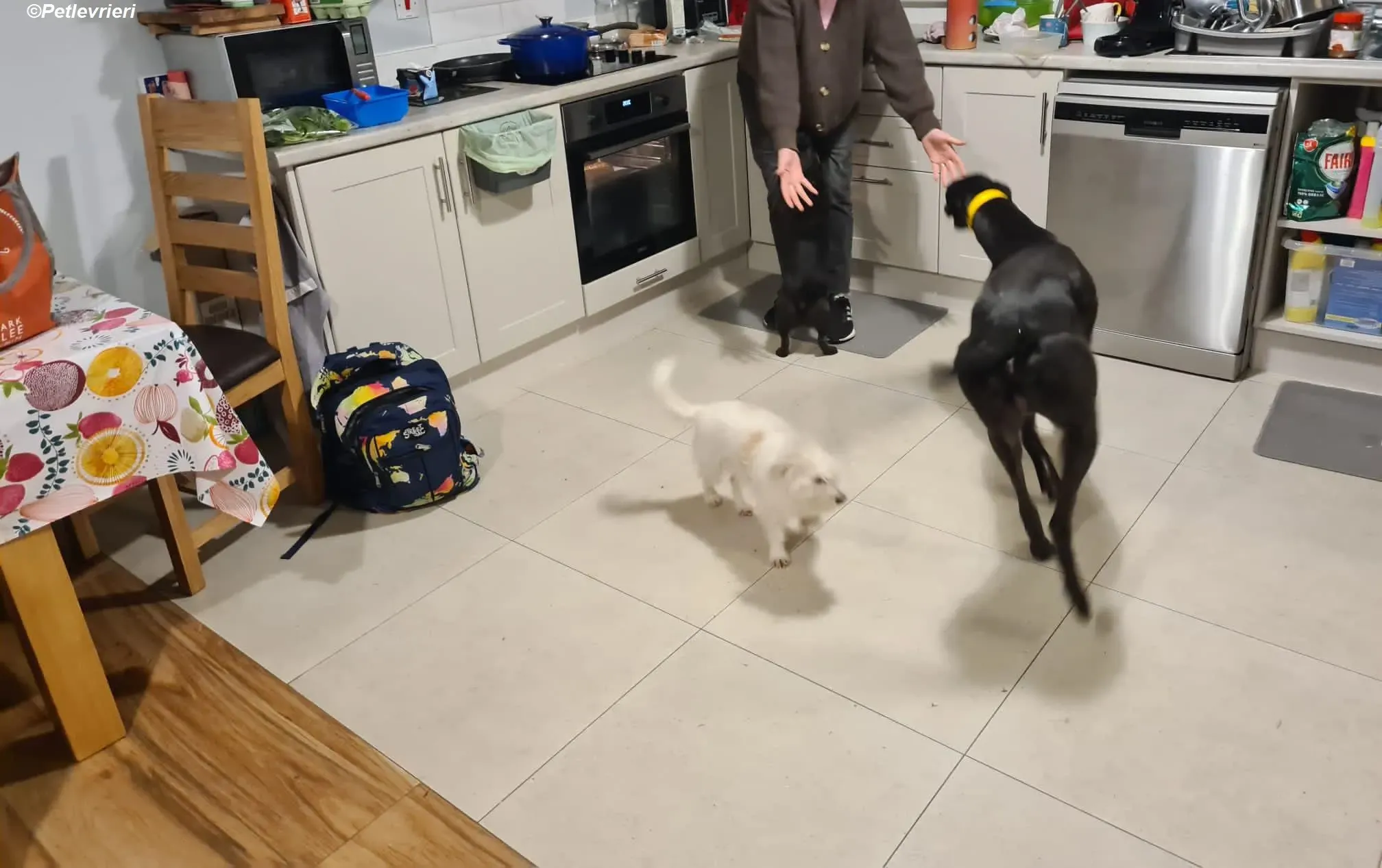 Joey adozione levrieri greyhound 6