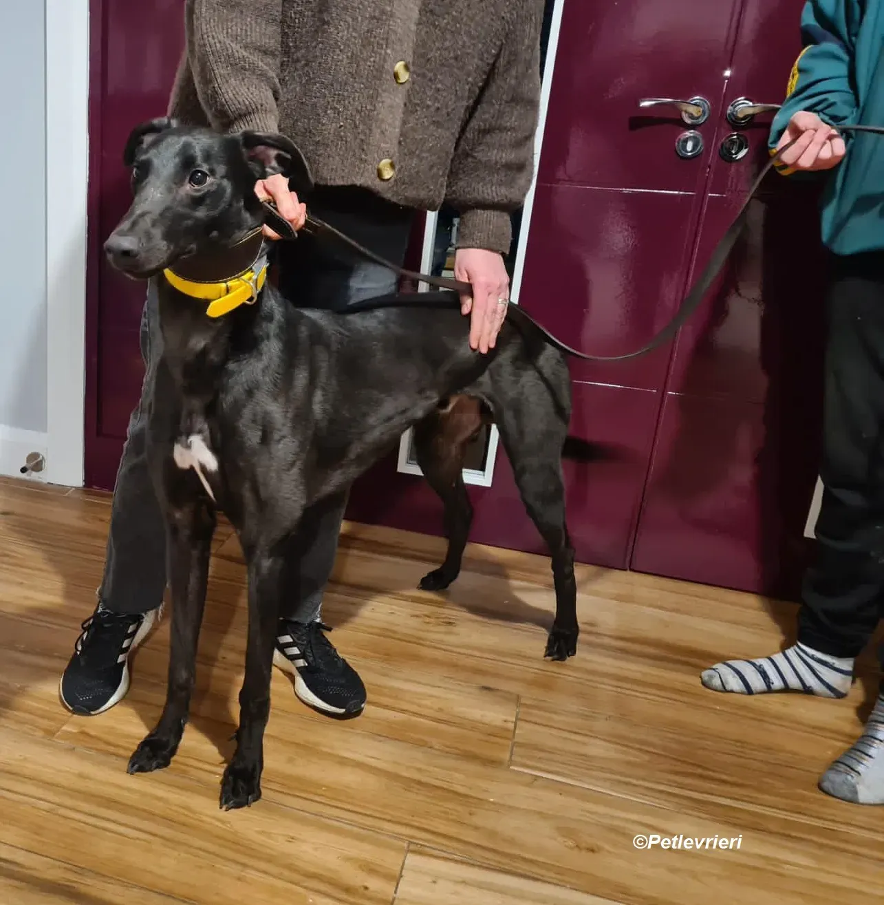 Joey adozione levrieri greyhound 7