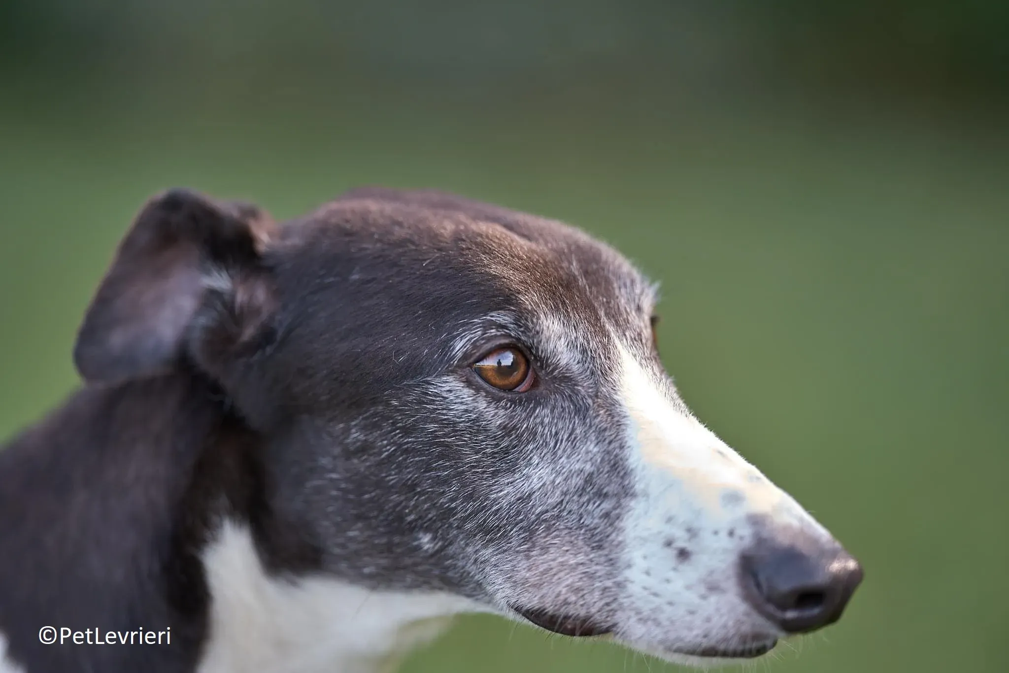 Jojo adozione levrieri greyhound 10