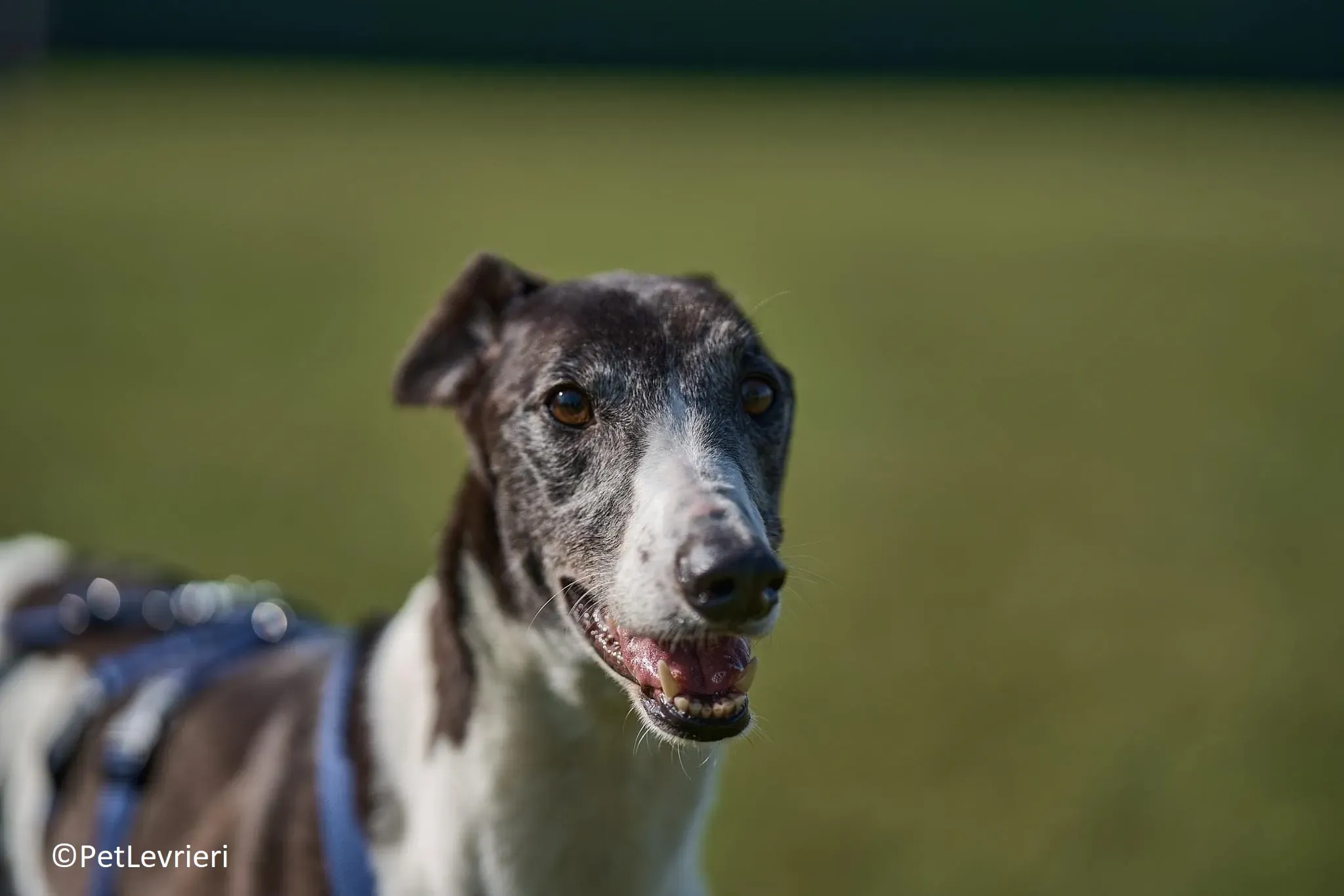 Jojo adozione levrieri greyhound 11