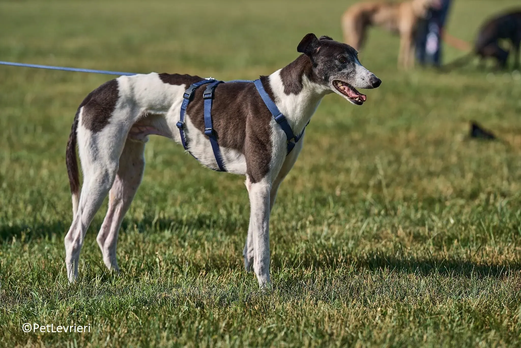 Jojo adozione levrieri greyhound 12