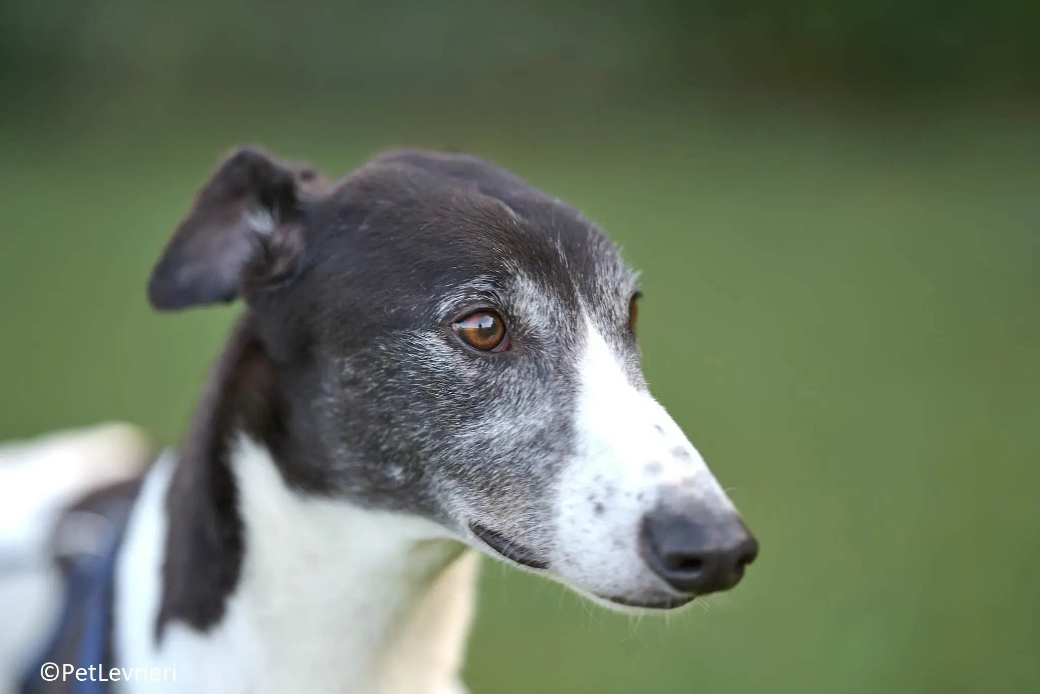 Jojo adozione levrieri greyhound 13