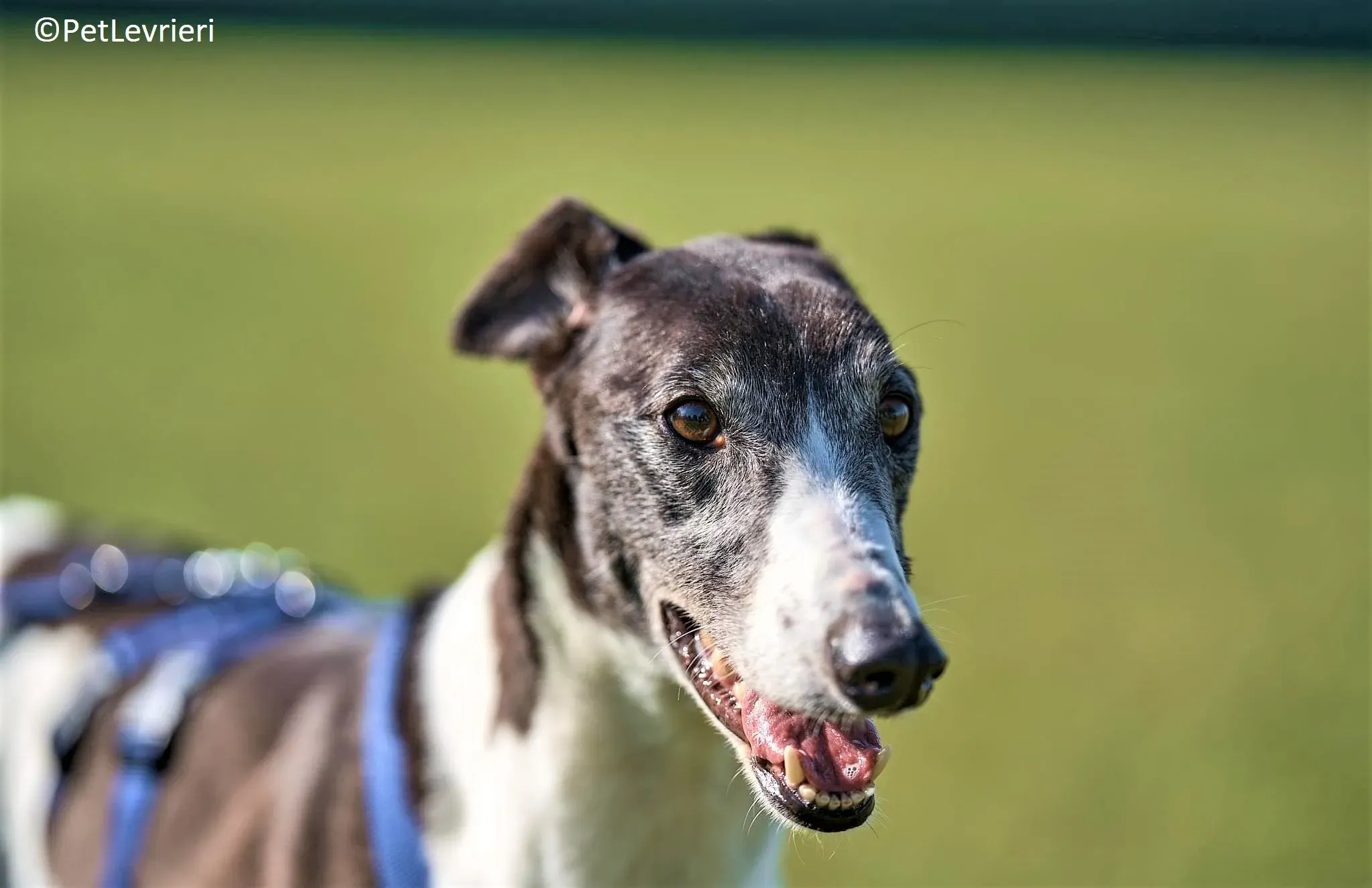 Jojo adozione levrieri greyhound 14 2