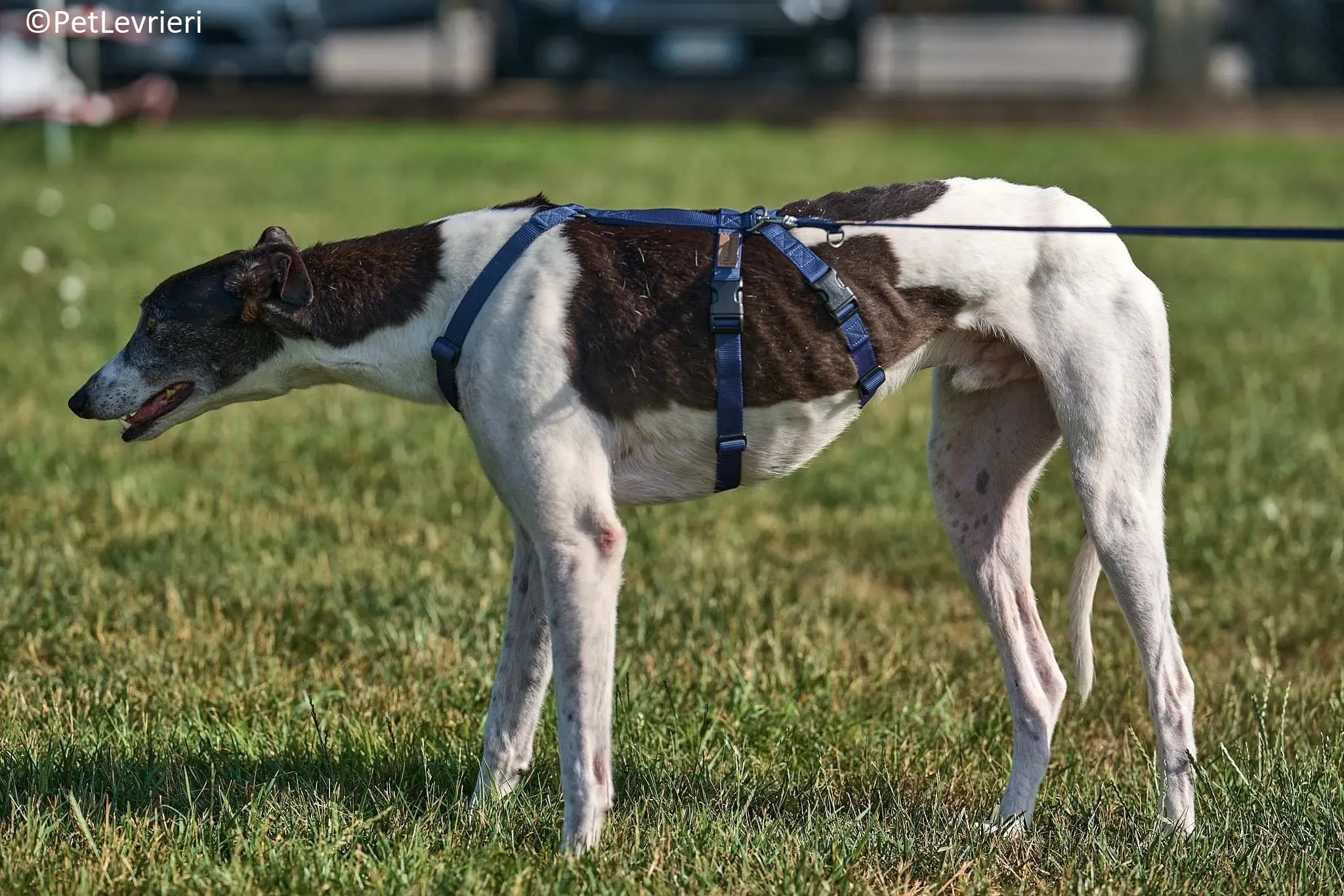 Jojo adozione levrieri greyhound 15