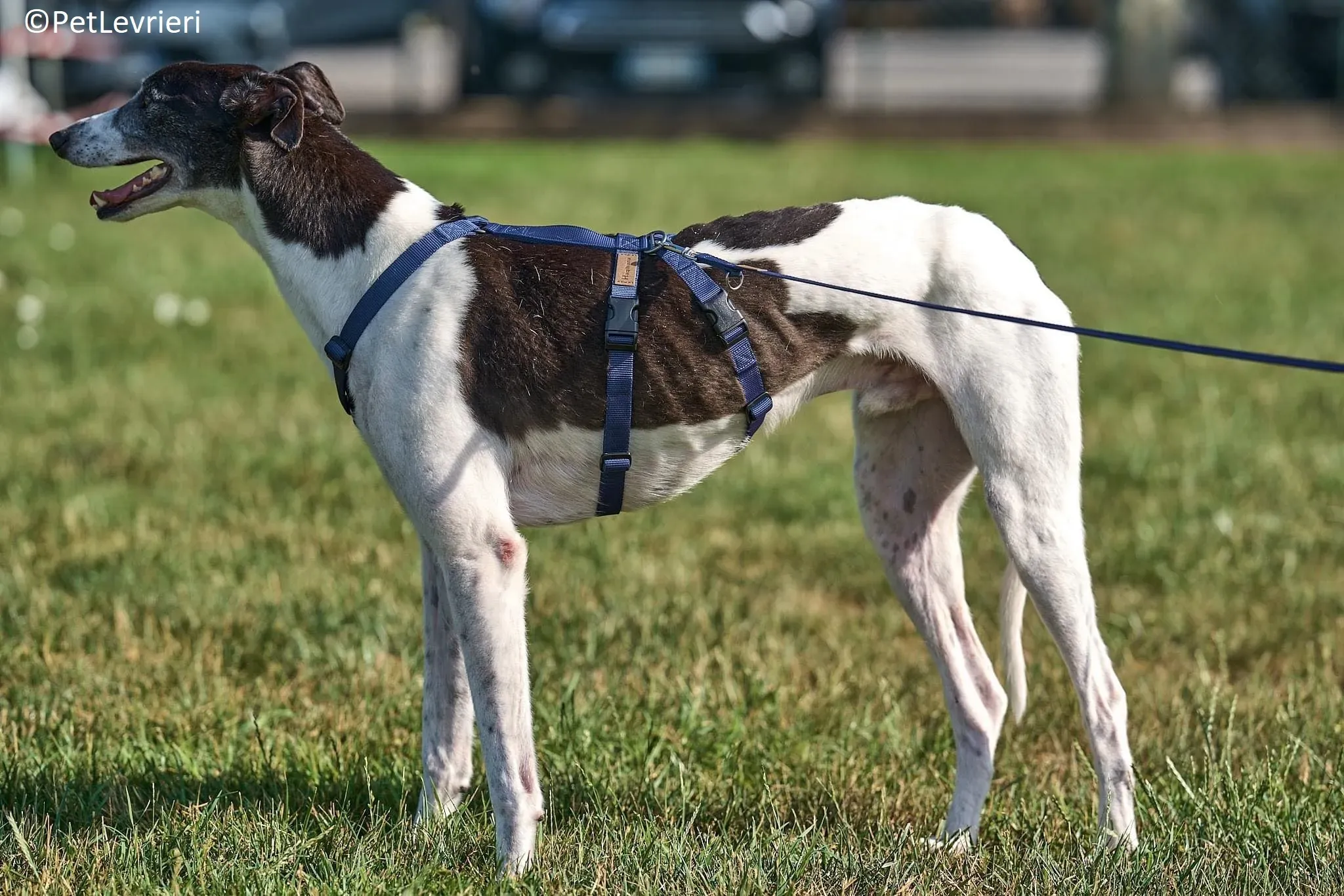 Jojo adozione levrieri greyhound 16