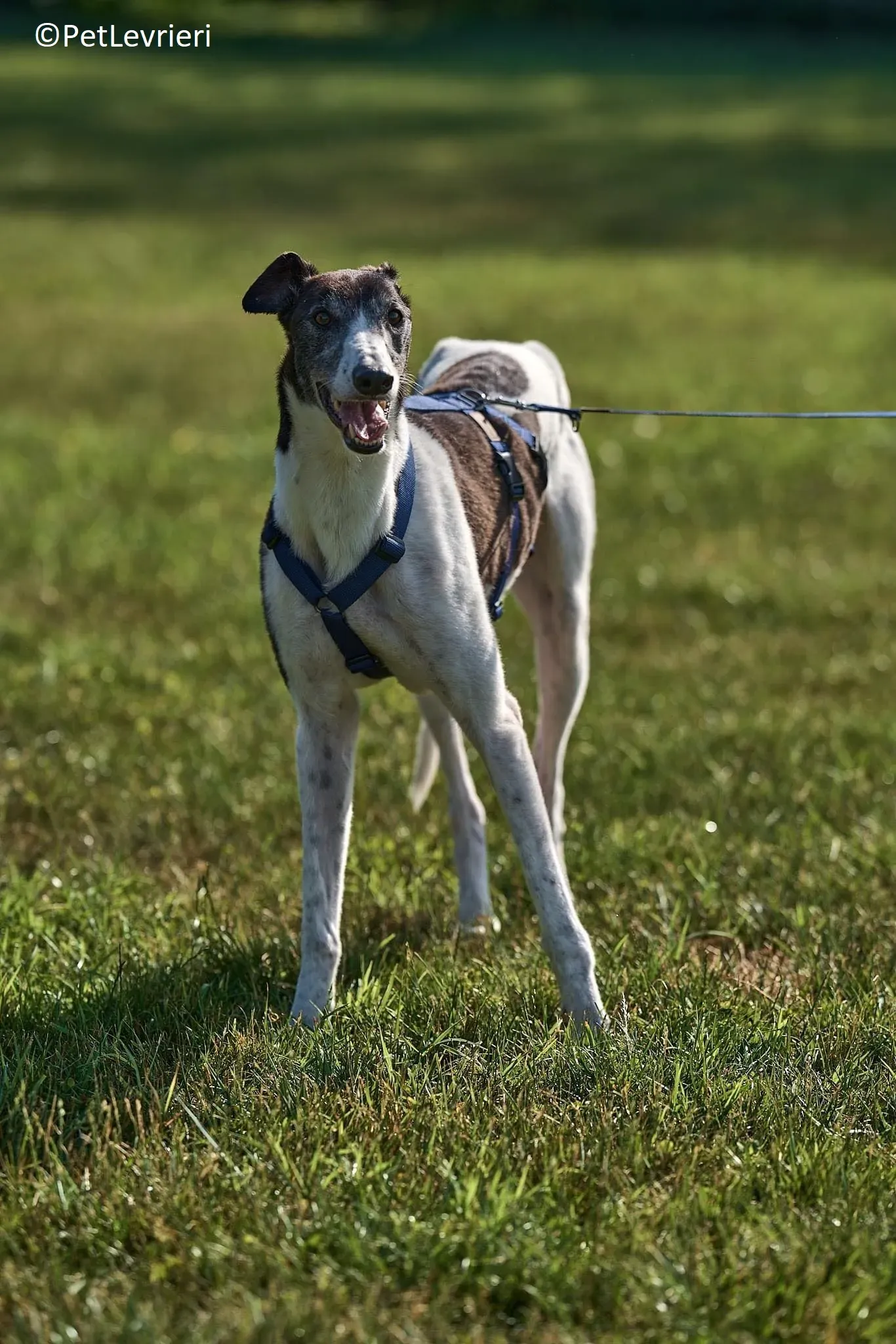 Jojo adozione levrieri greyhound 17