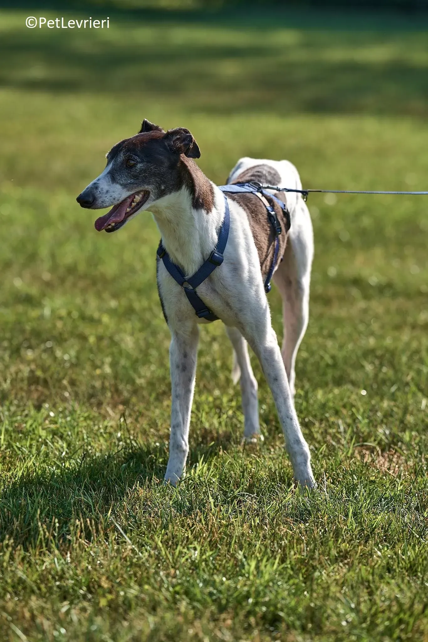 Jojo adozione levrieri greyhound 18