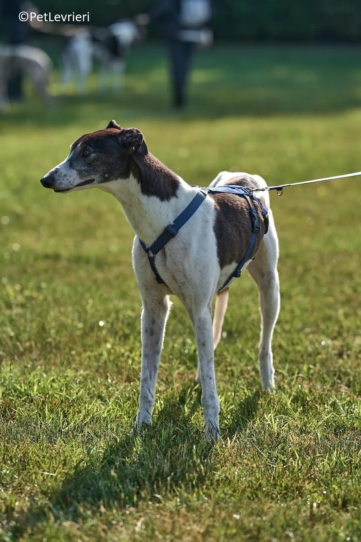 Jojo adozione levrieri greyhound 19
