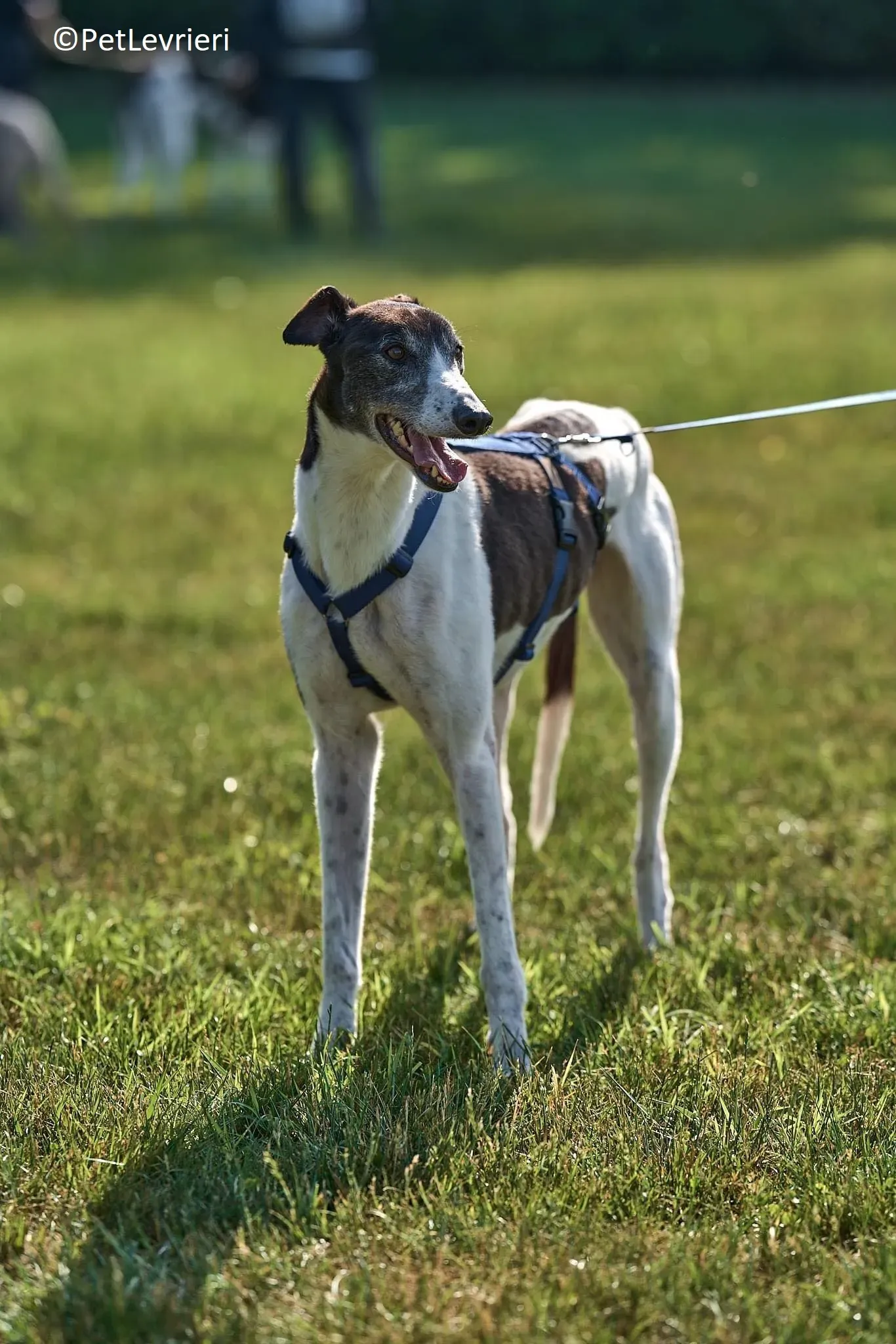 Jojo adozione levrieri greyhound 20