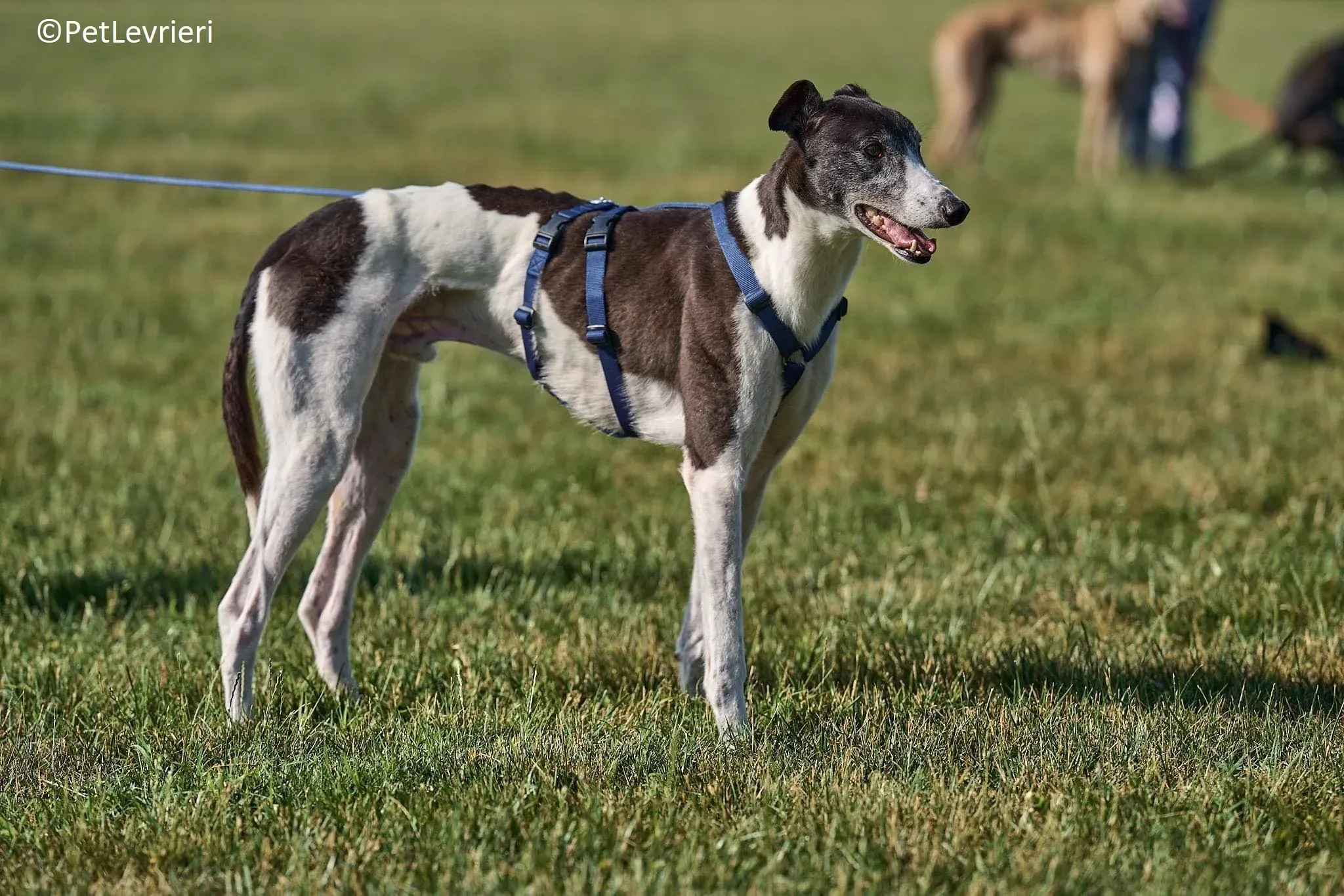 Jojo adozione levrieri greyhound 21