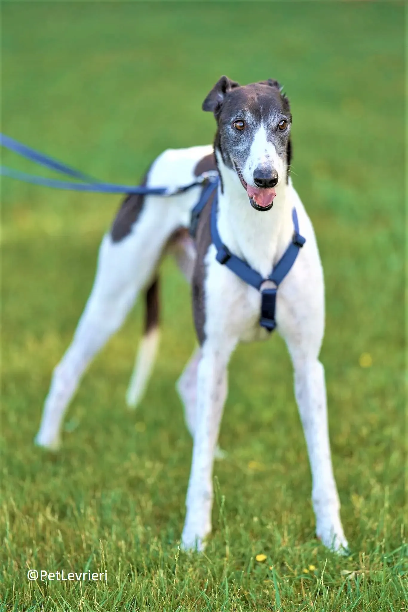 Jojo adozione levrieri greyhound 22 2