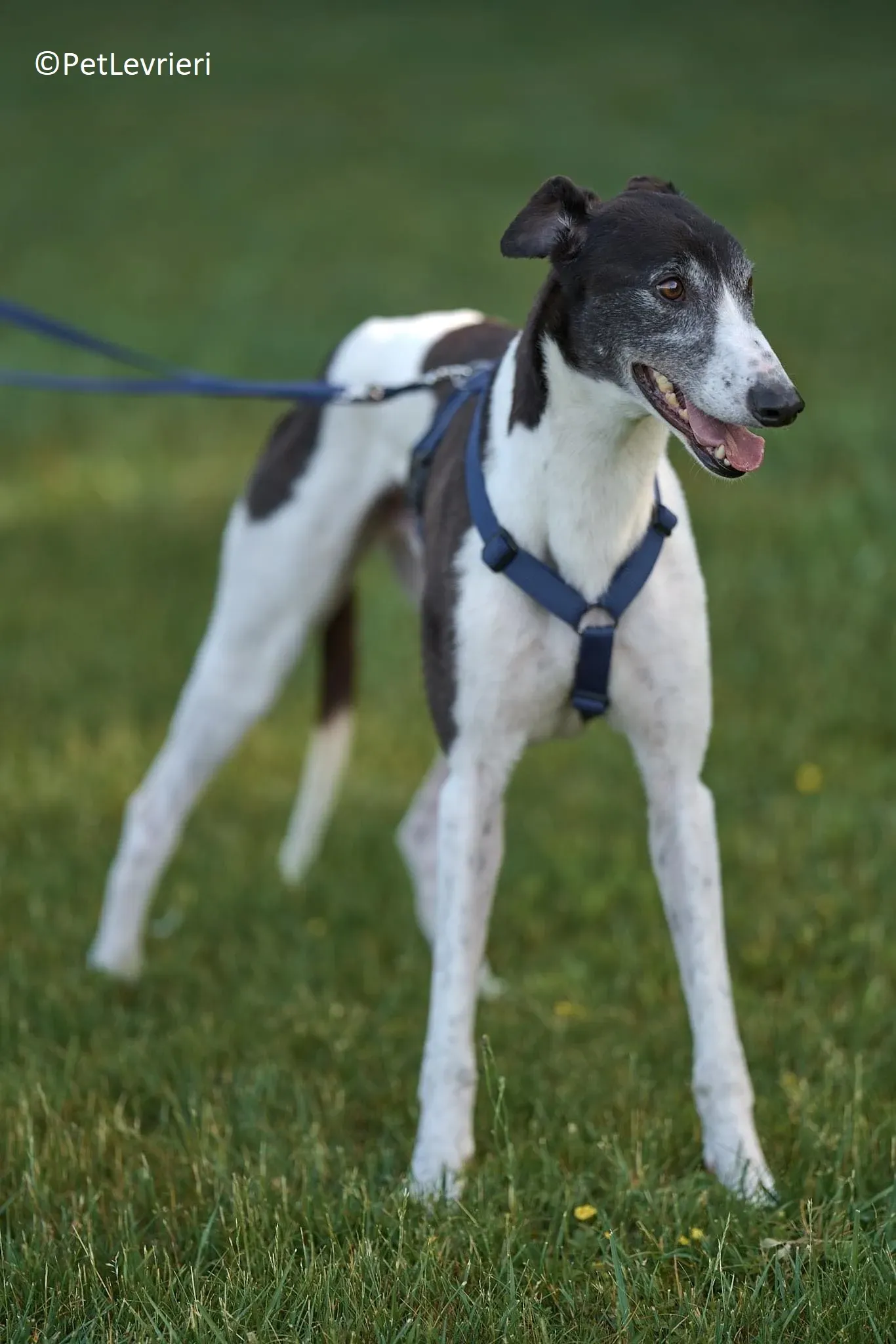 Jojo adozione levrieri greyhound 23