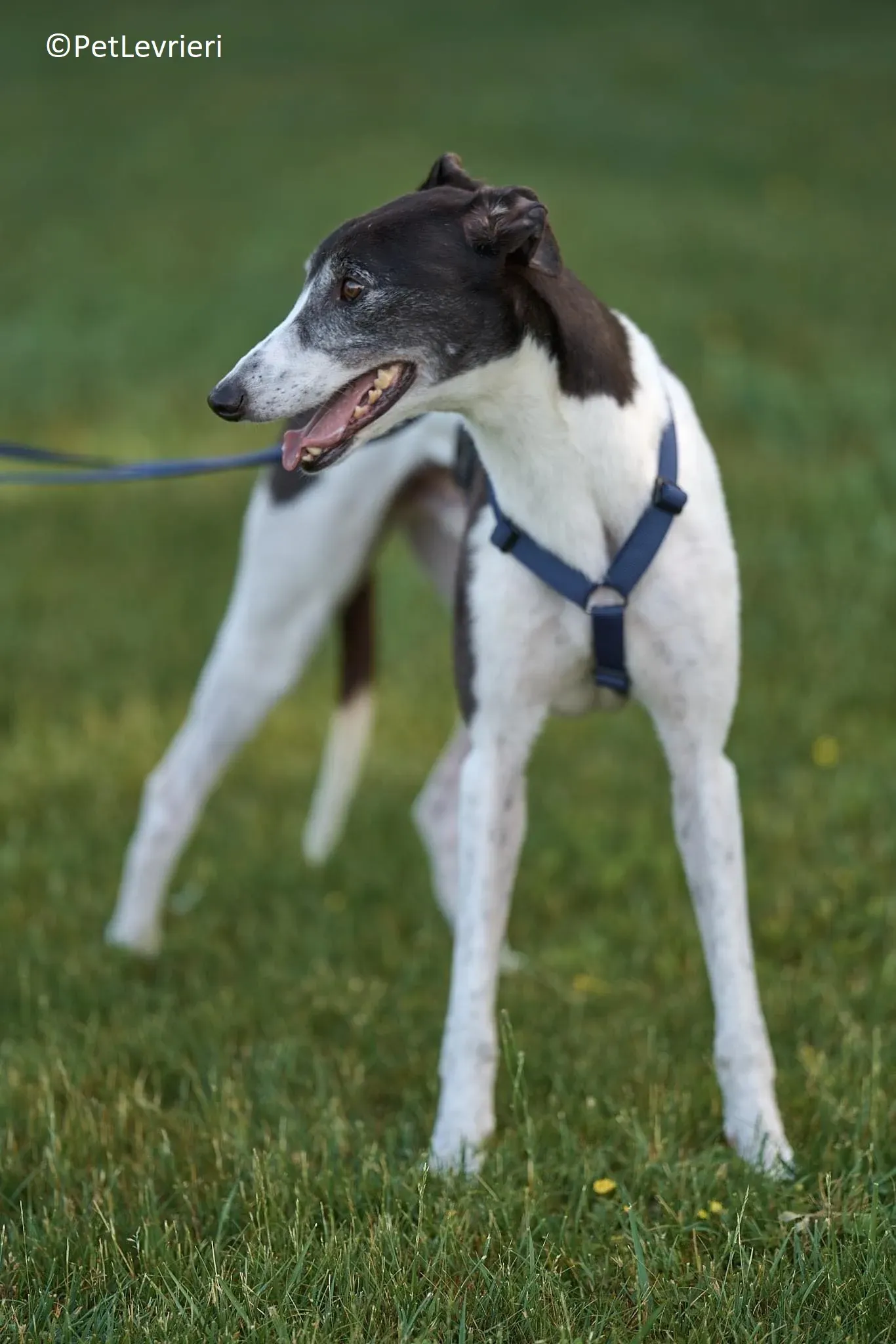 Jojo adozione levrieri greyhound 24