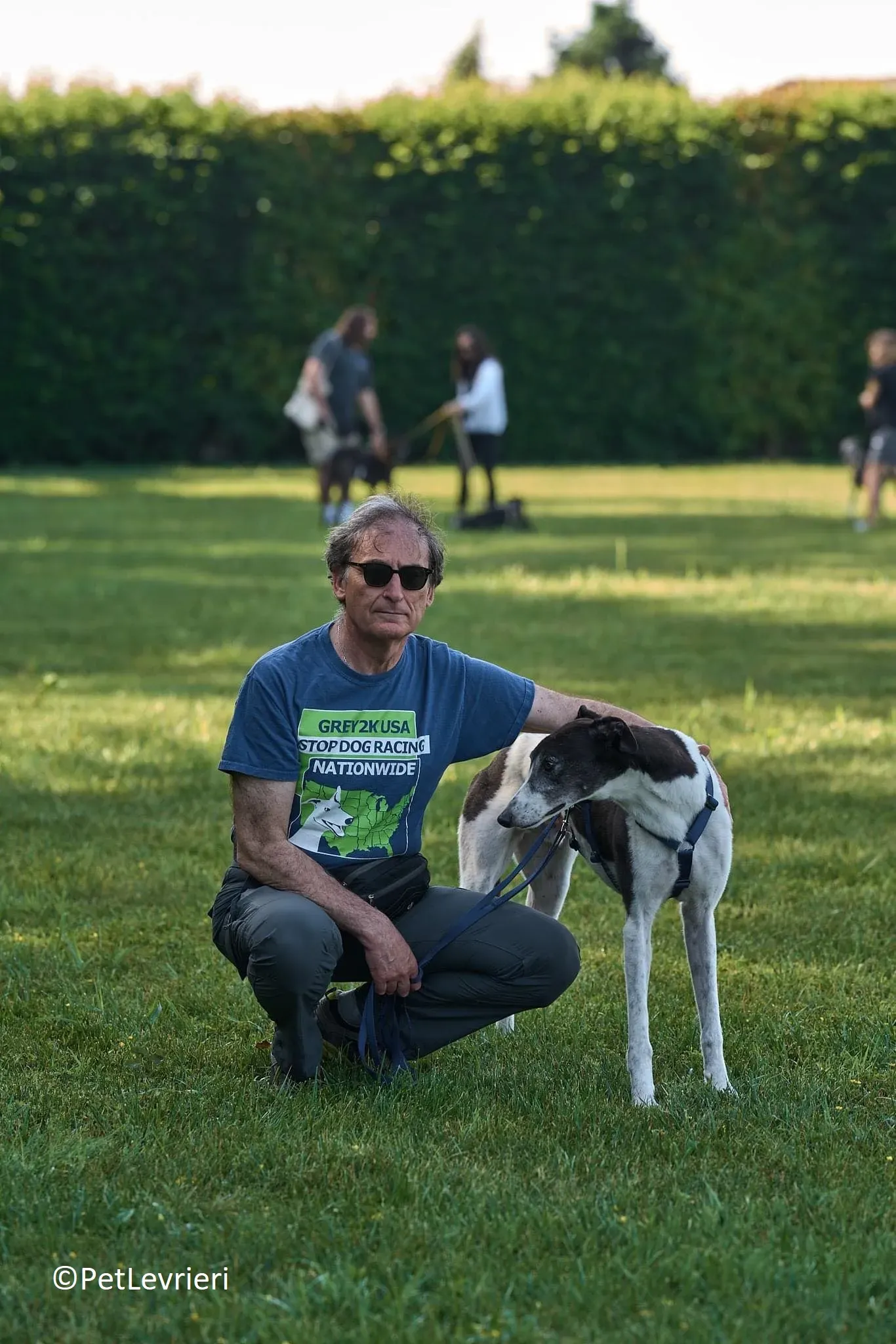 Jojo adozione levrieri greyhound 25