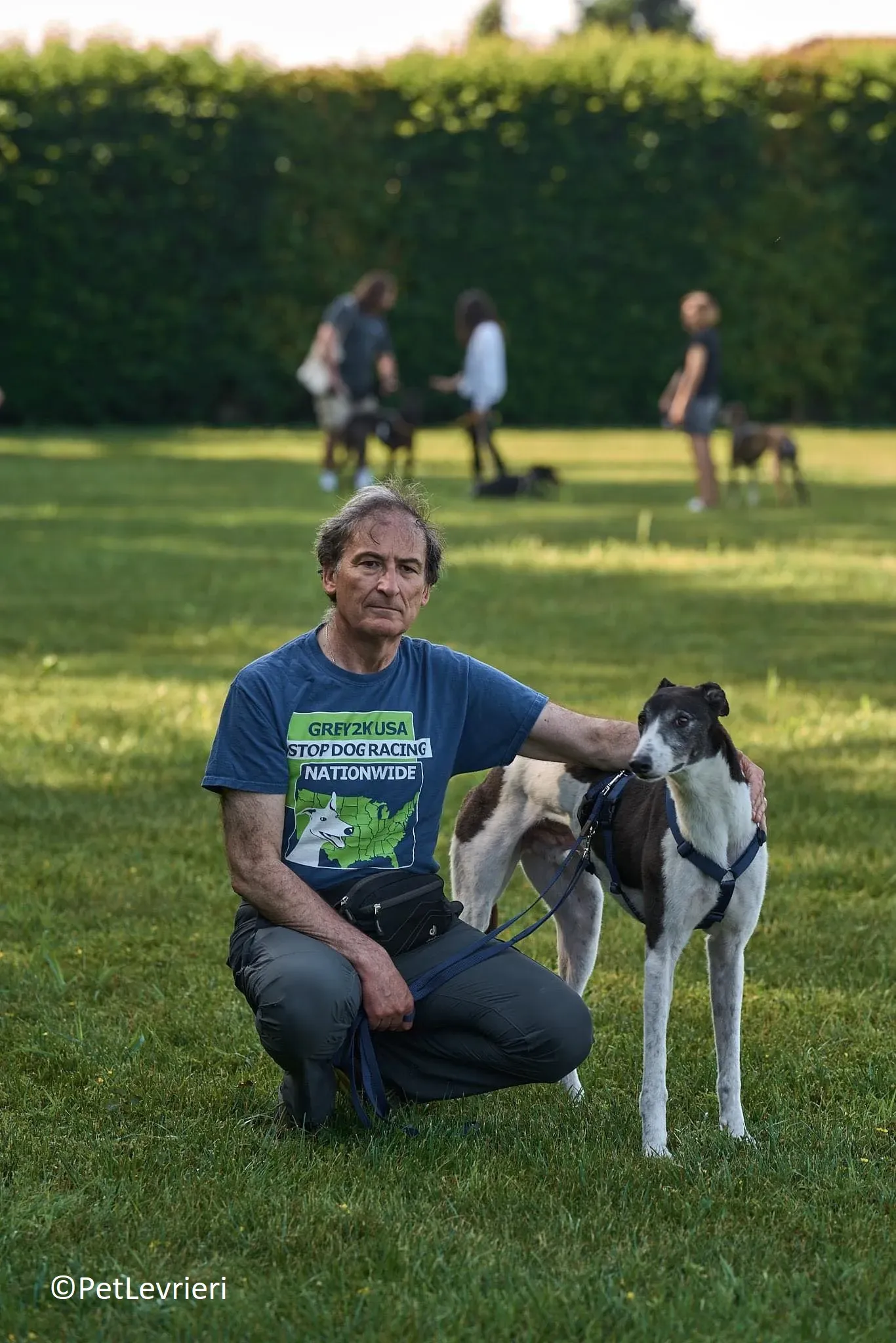 Jojo adozione levrieri greyhound 26