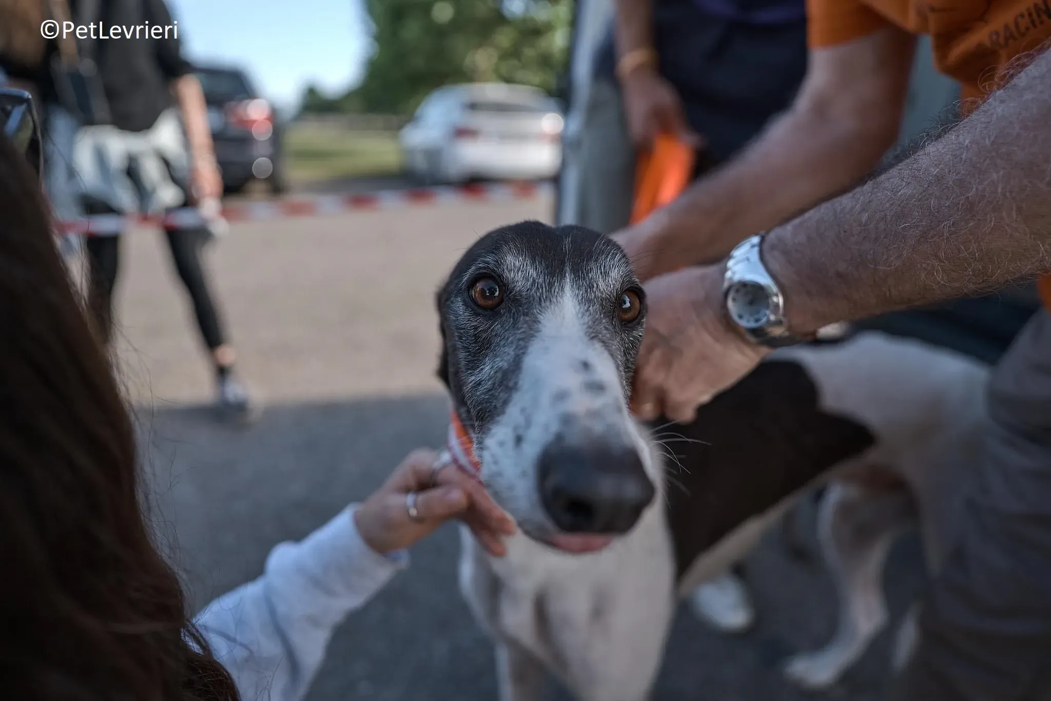Jojo adozione levrieri greyhound 28