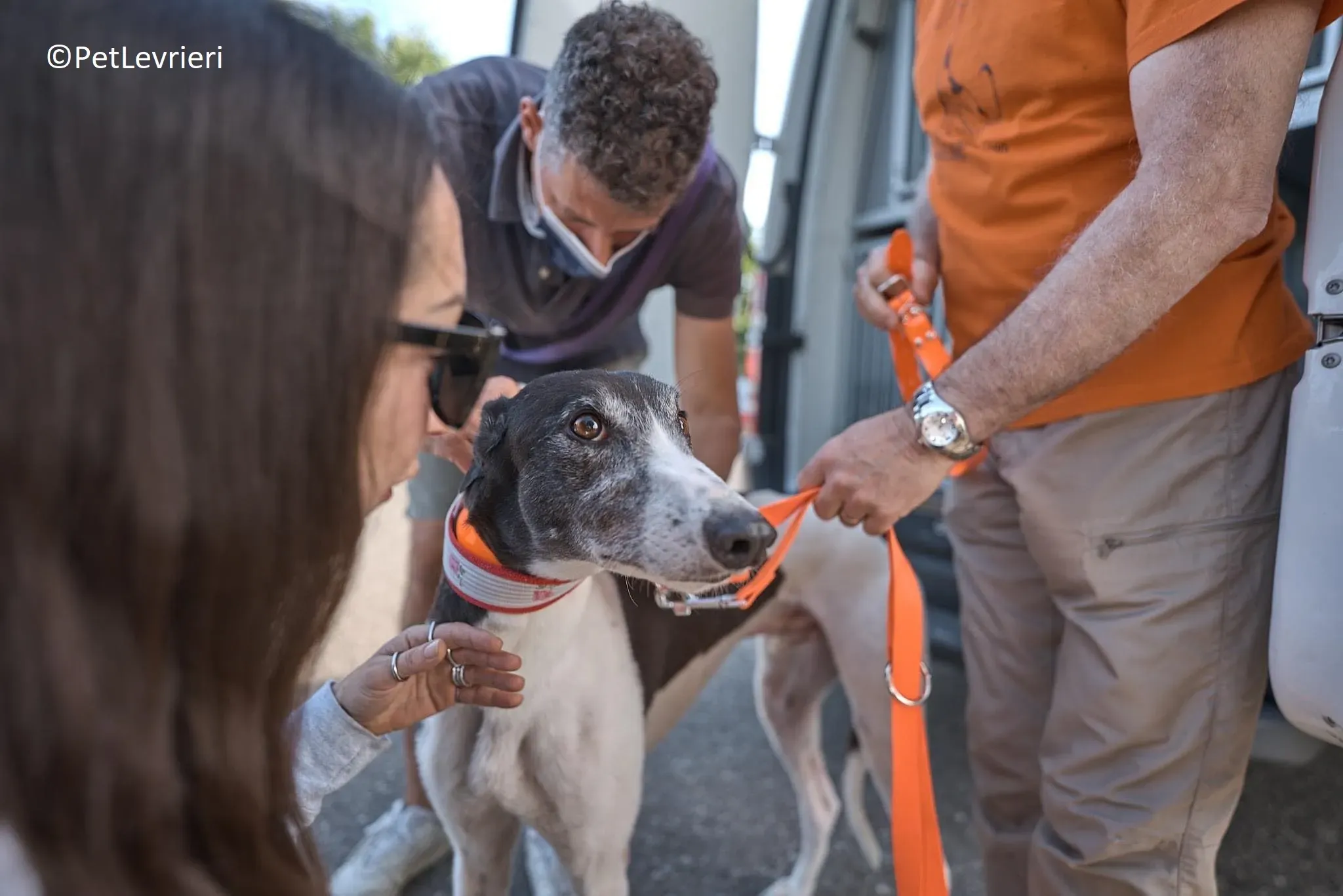 Jojo adozione levrieri greyhound 29