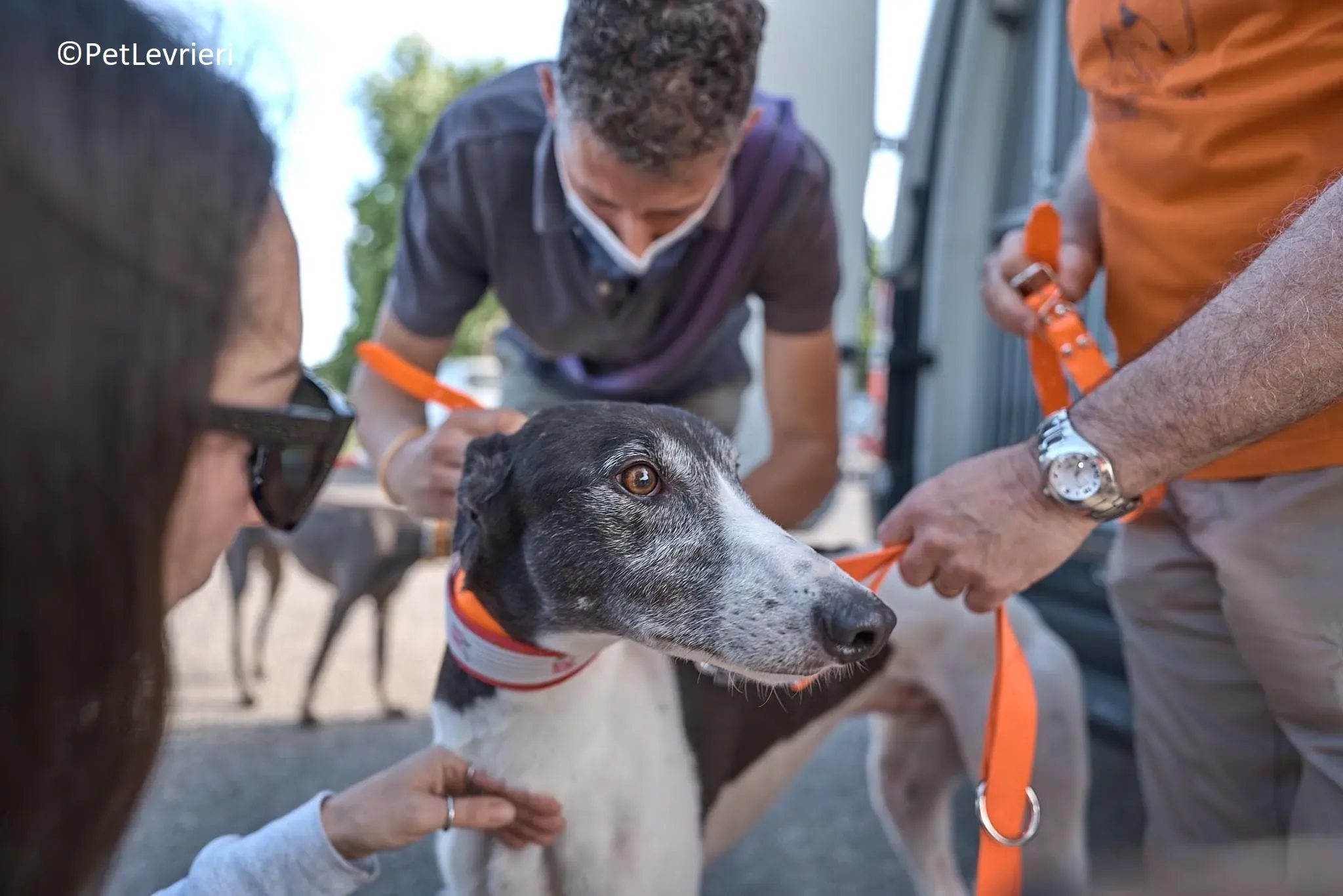Jojo adozione levrieri greyhound 30