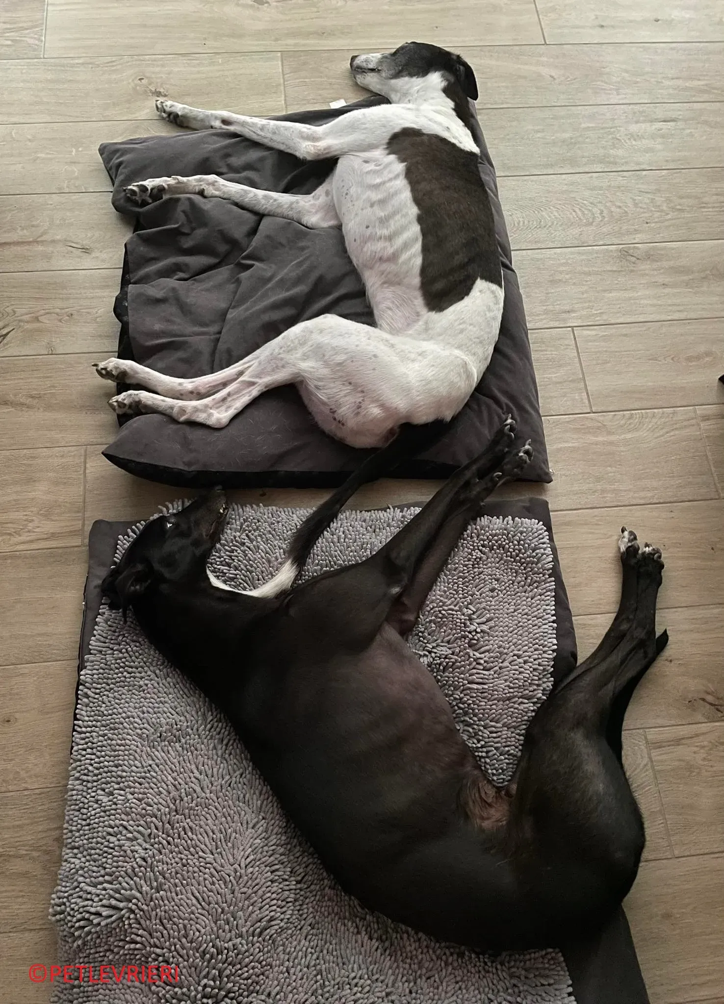 Jojo adozione levrieri greyhound 31