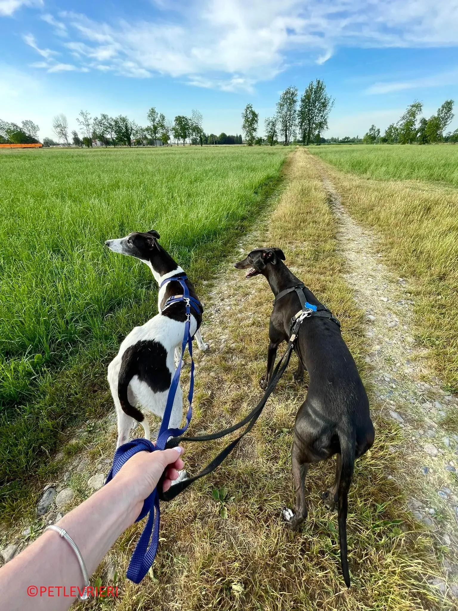 Jojo adozione levrieri greyhound 32