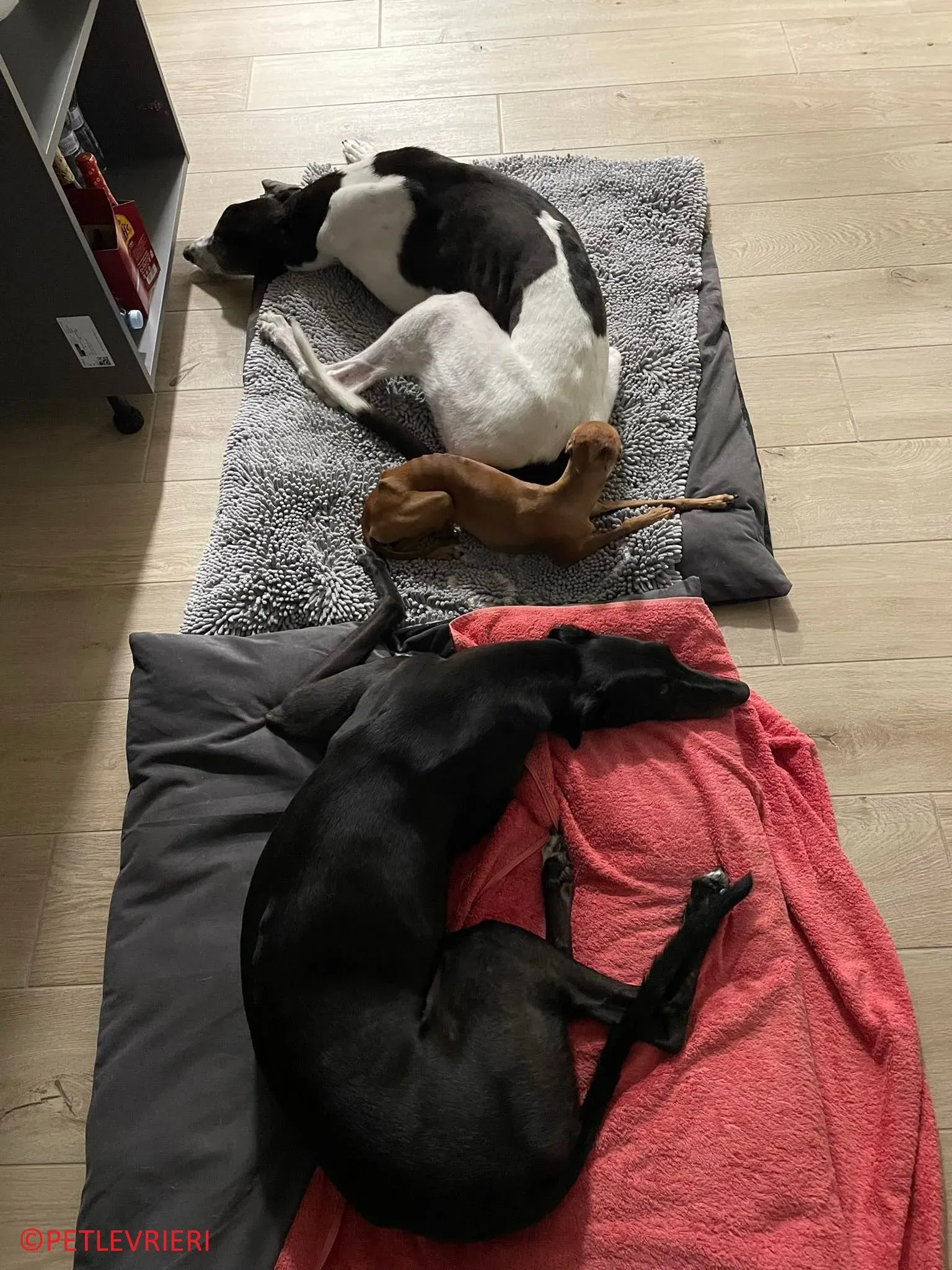 Jojo adozione levrieri greyhound 33