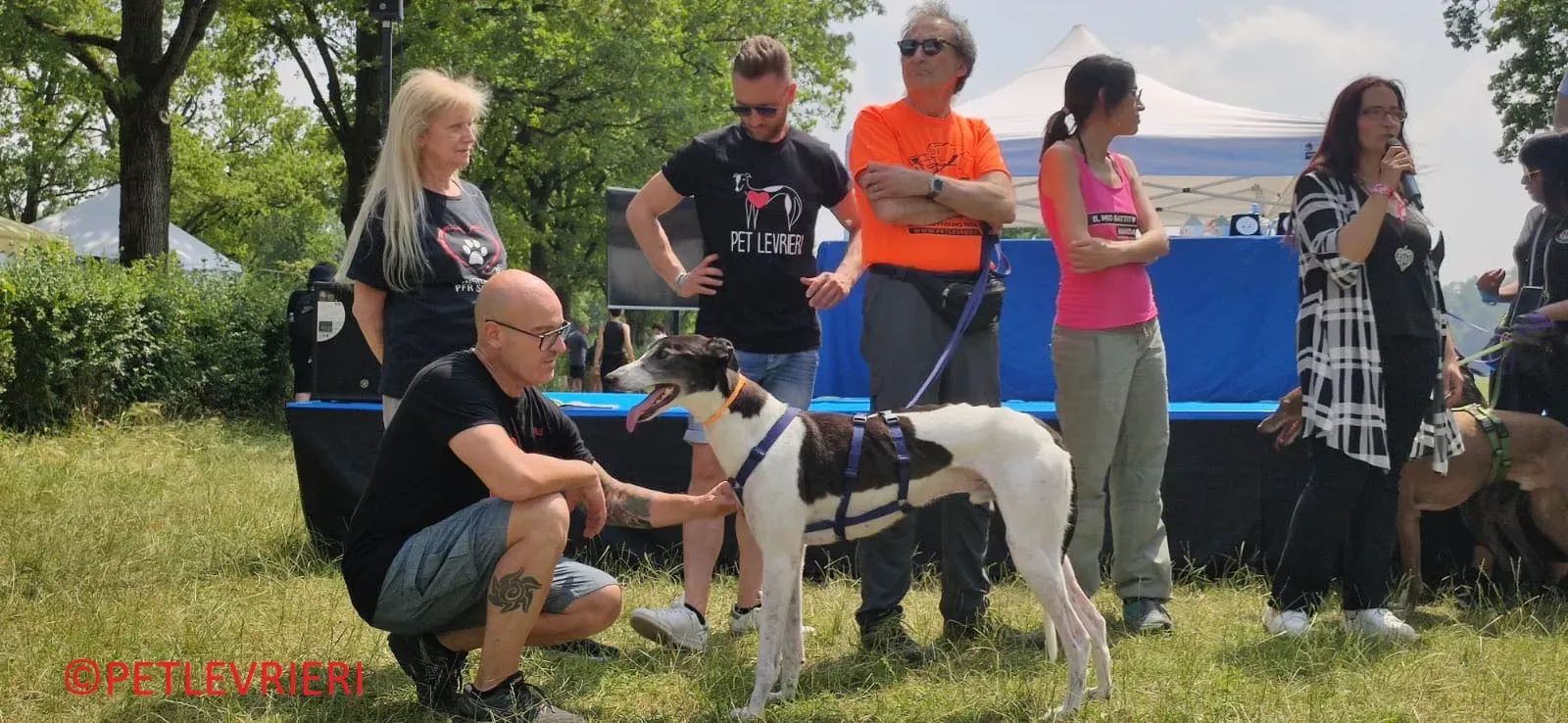 Jojo adozione levrieri greyhound 34