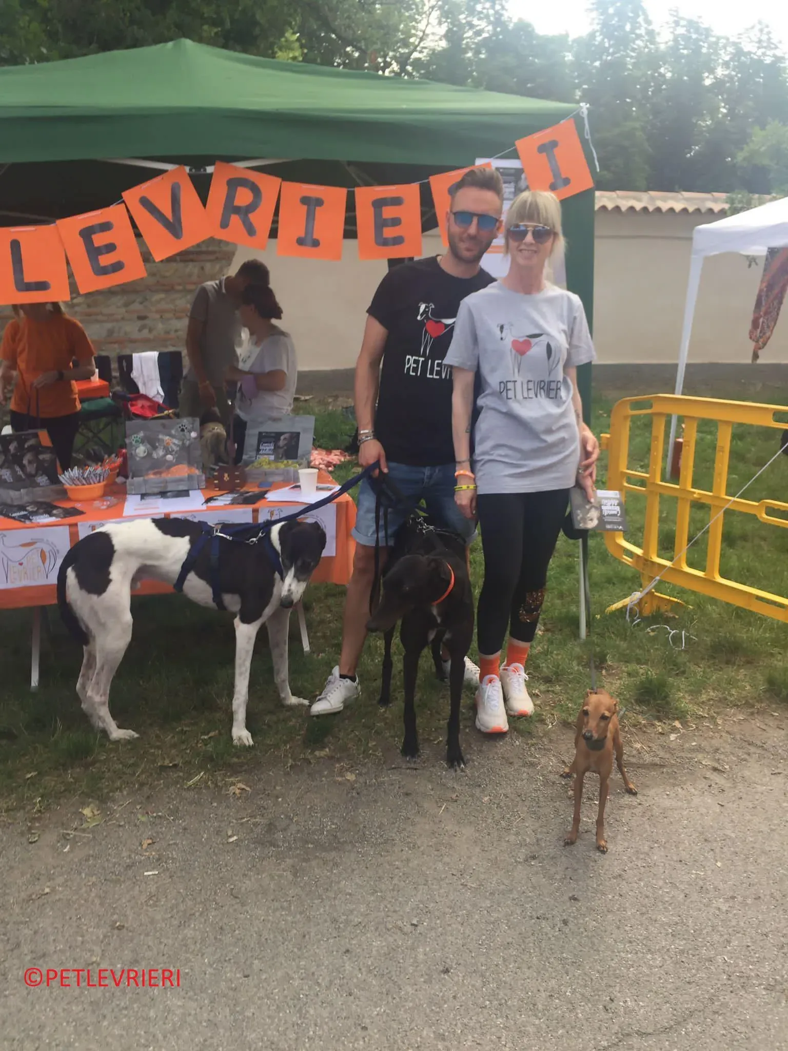 Jojo adozione levrieri greyhound 35