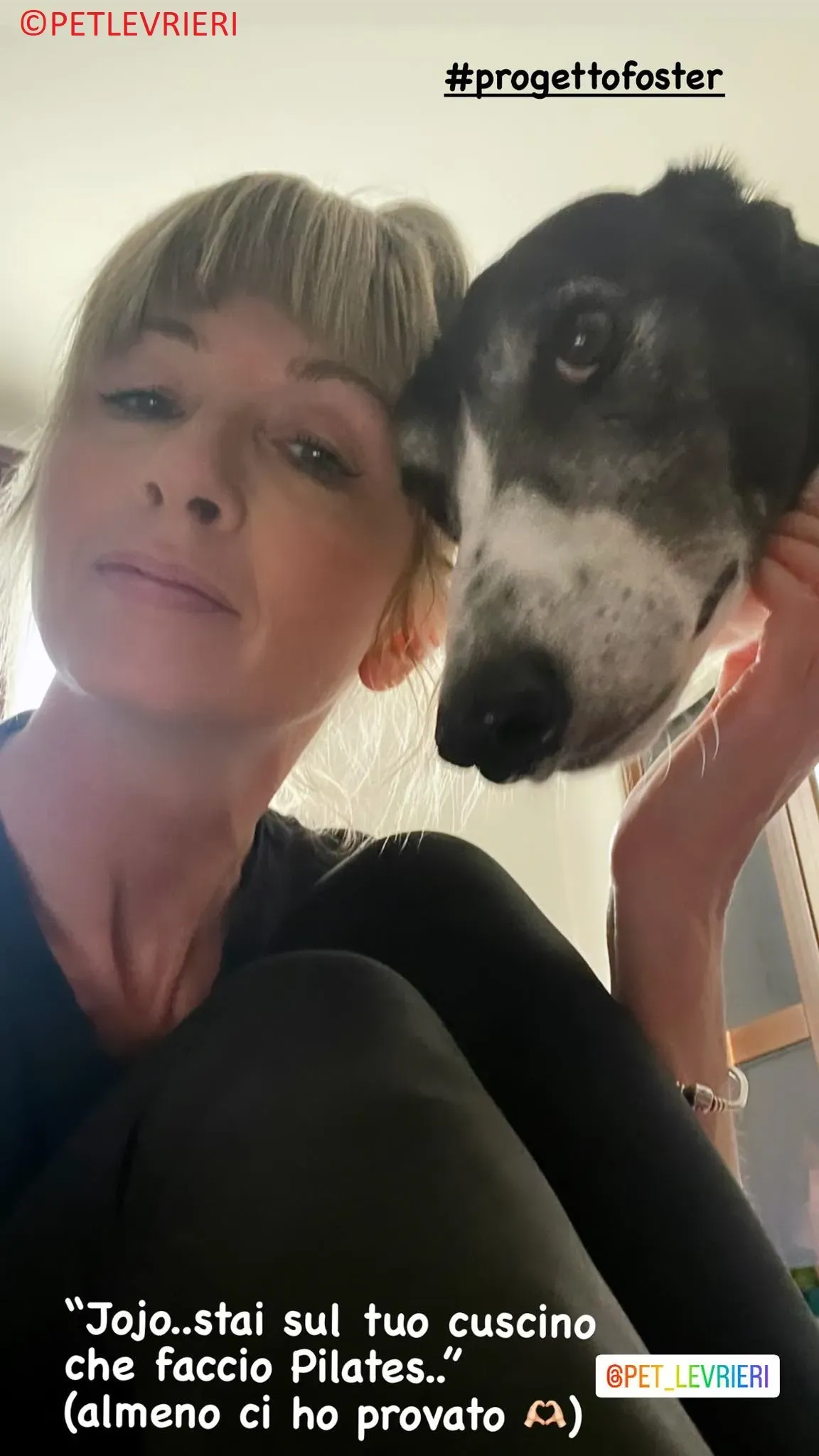 Jojo adozione levrieri greyhound 36