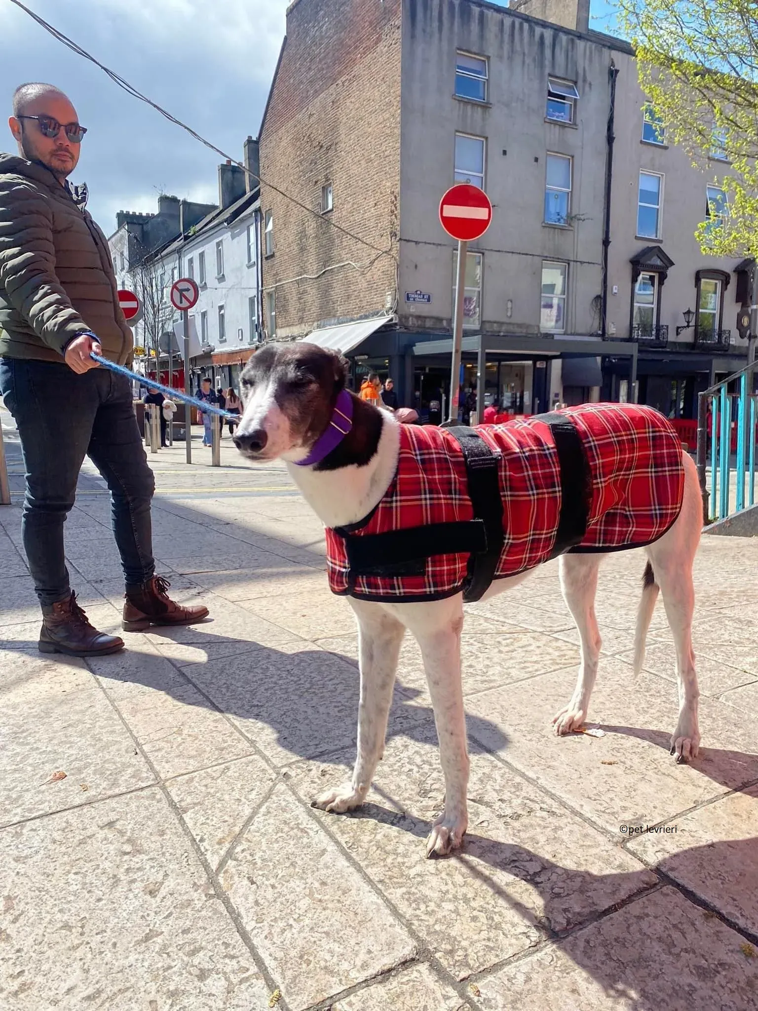 Jojo adozione levriero greyhound1 2