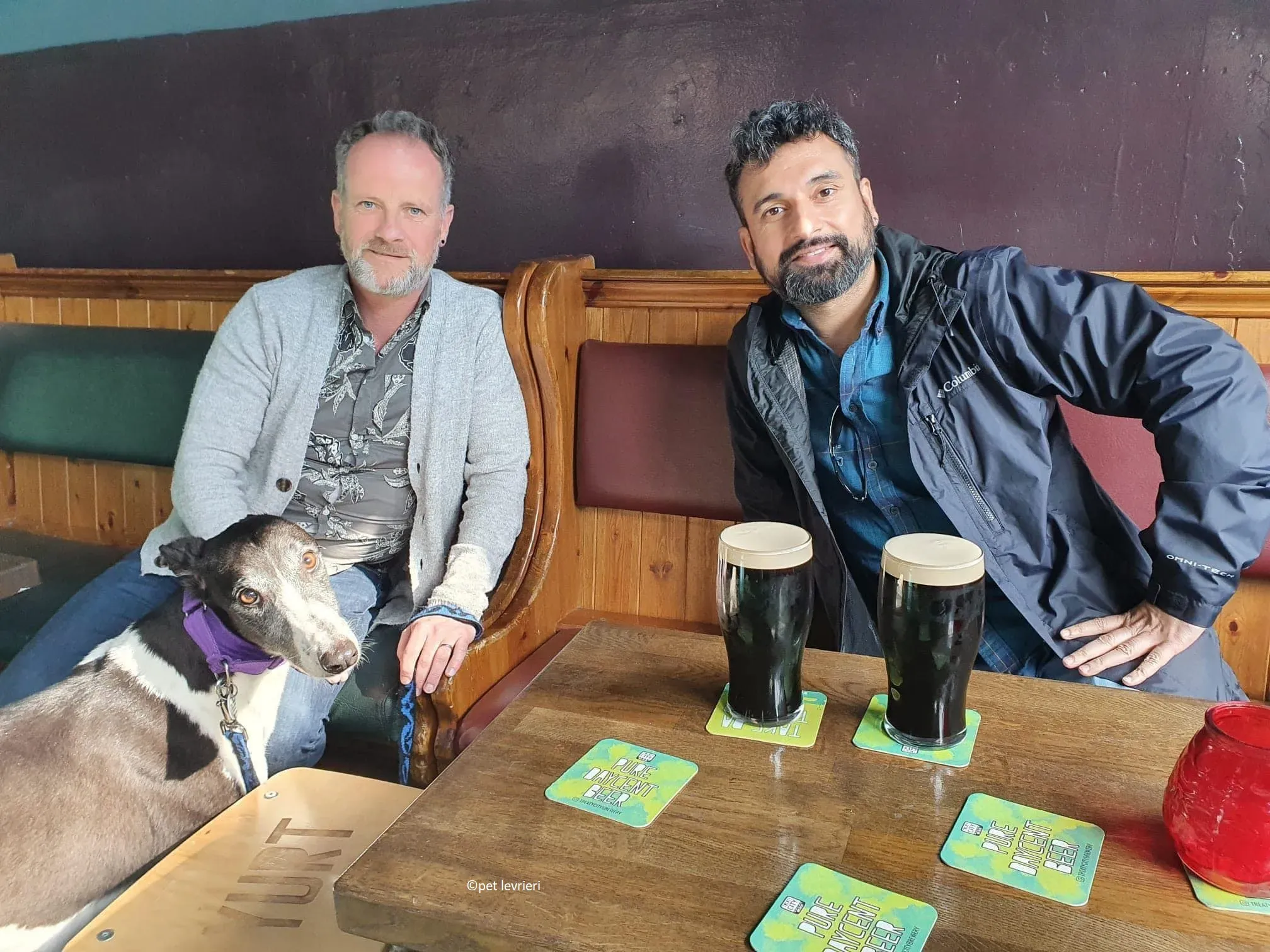 Jojo adozione levriero greyhound10 1