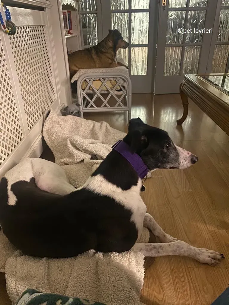 Jojo adozione levriero greyhound10