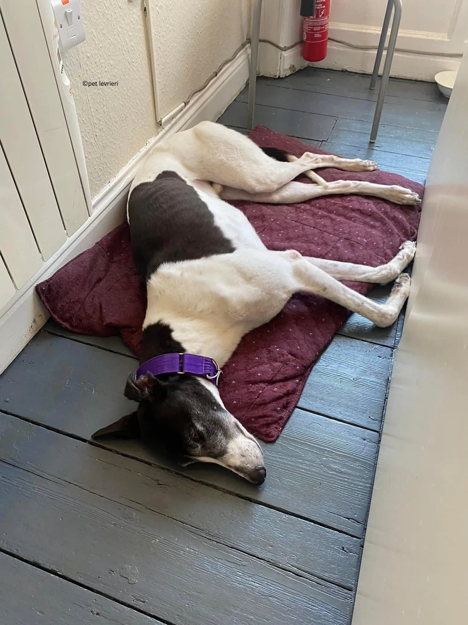 Jojo adozione levriero greyhound11 1