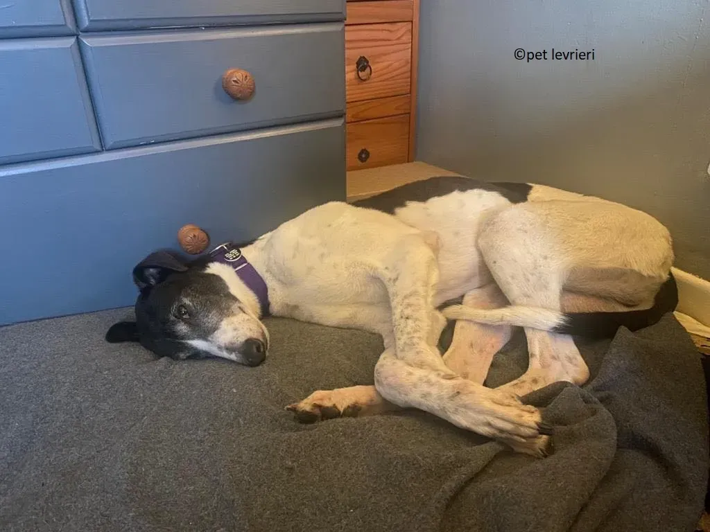 Jojo adozione levriero greyhound11