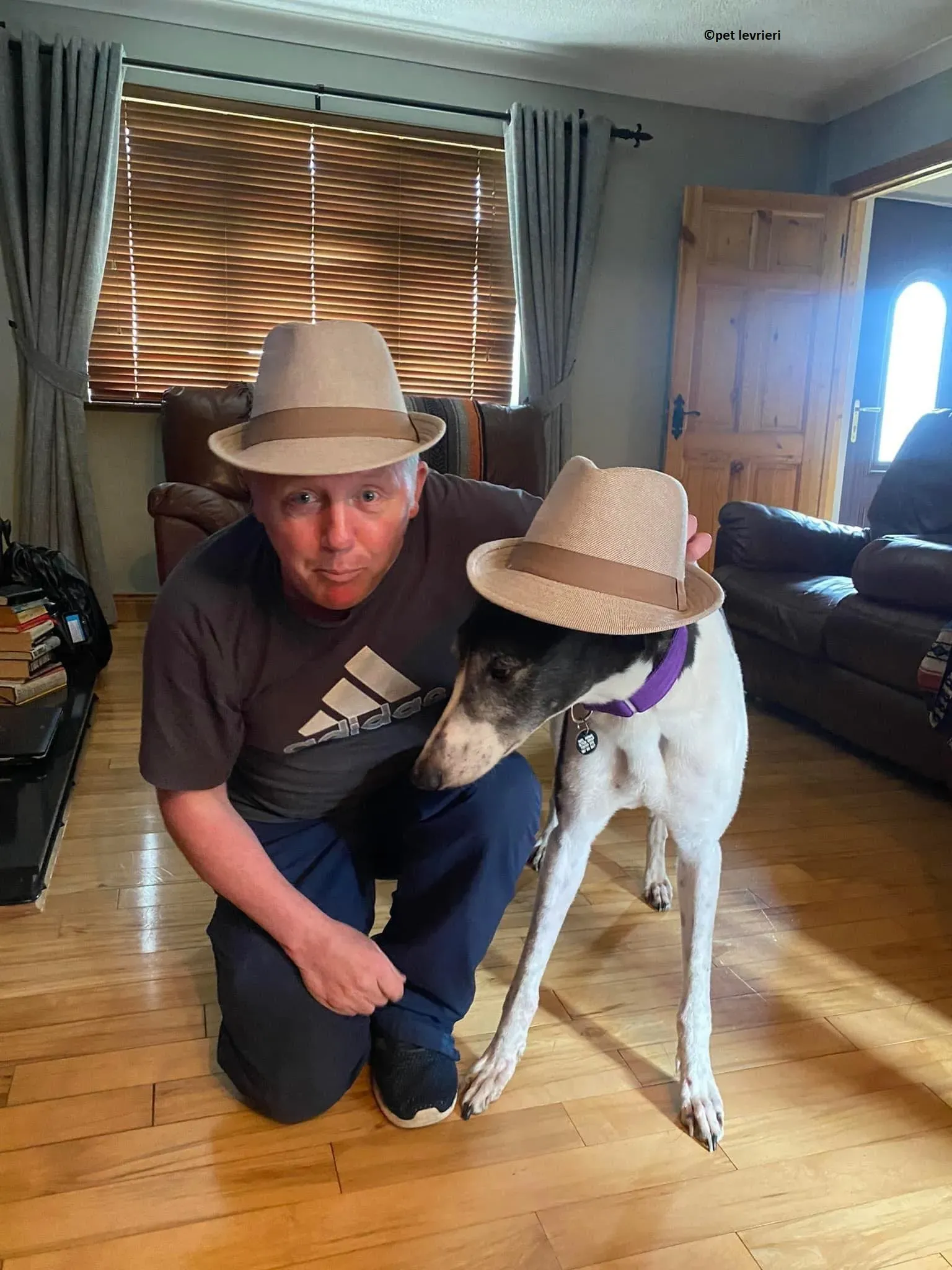 Jojo adozione levriero greyhound12 1