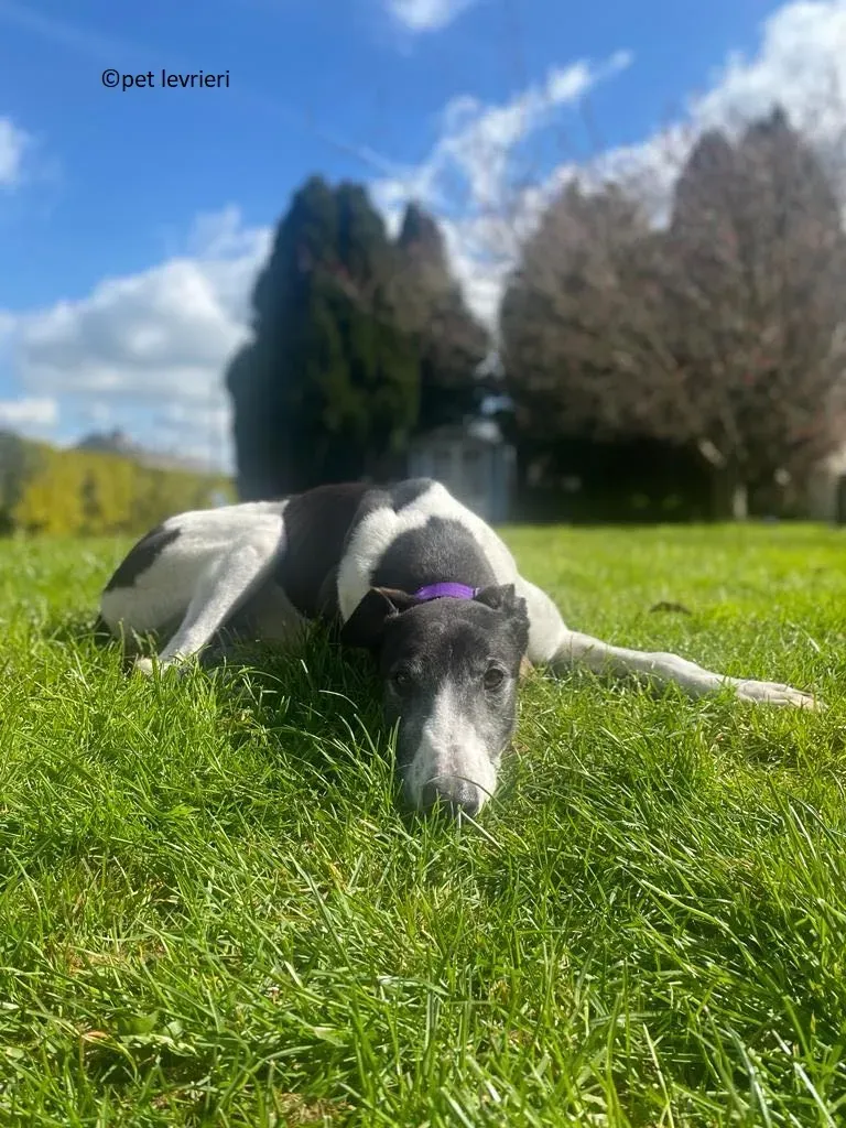 Jojo adozione levriero greyhound12