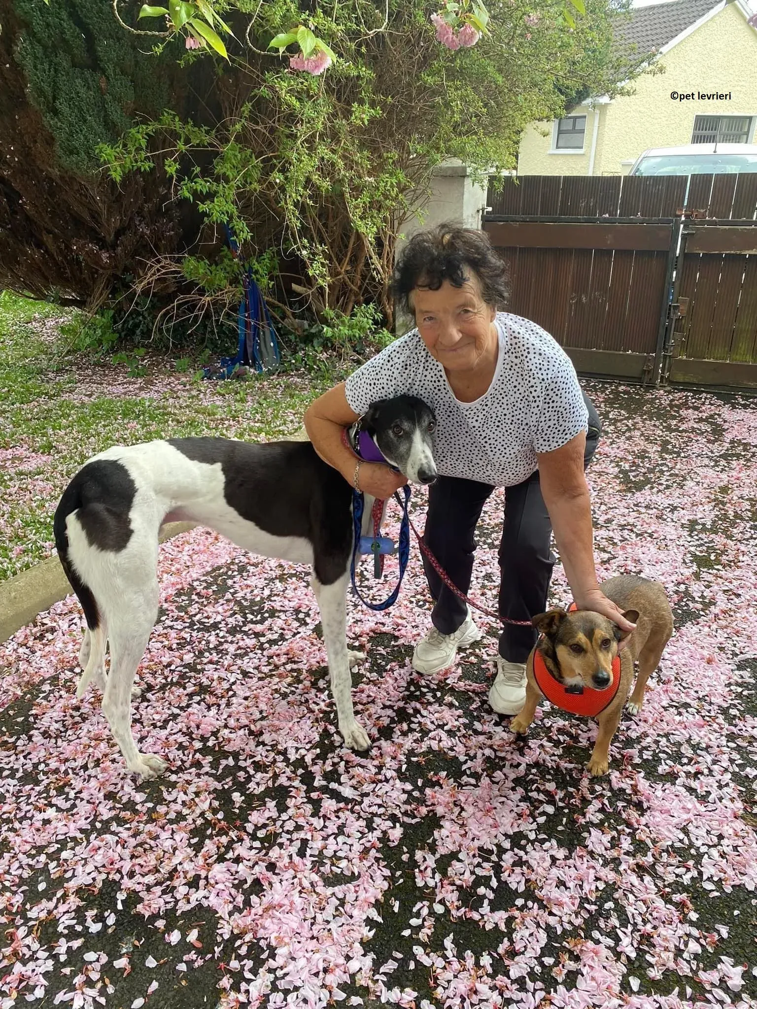 Jojo adozione levriero greyhound13 1