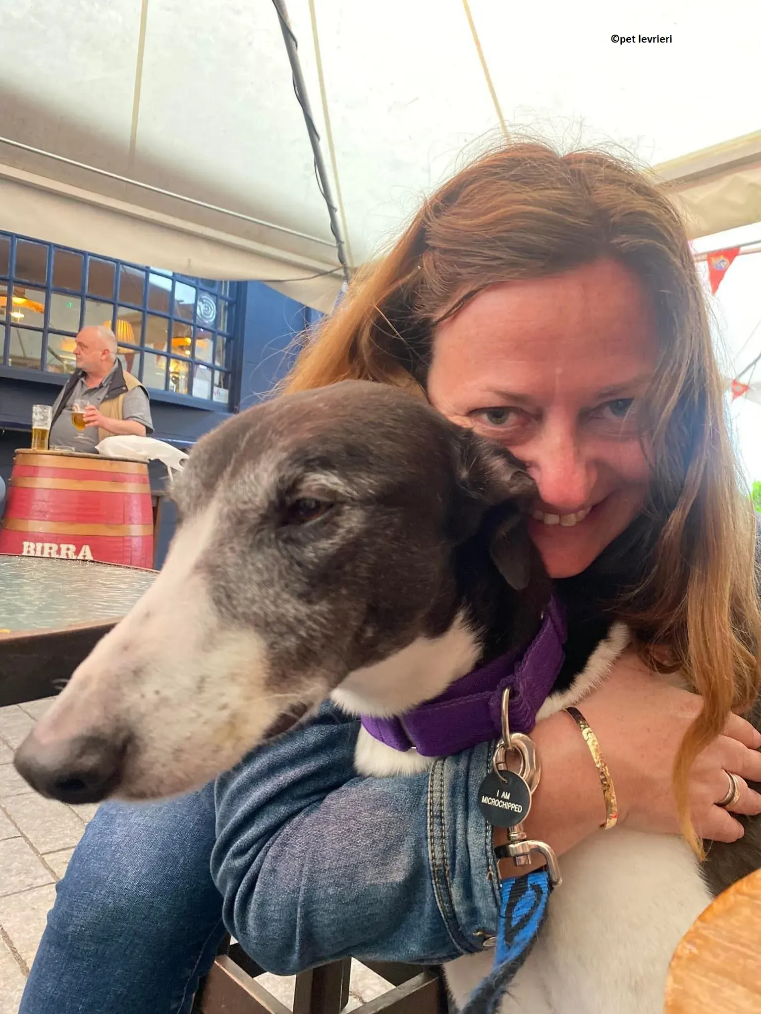 Jojo adozione levriero greyhound14 1