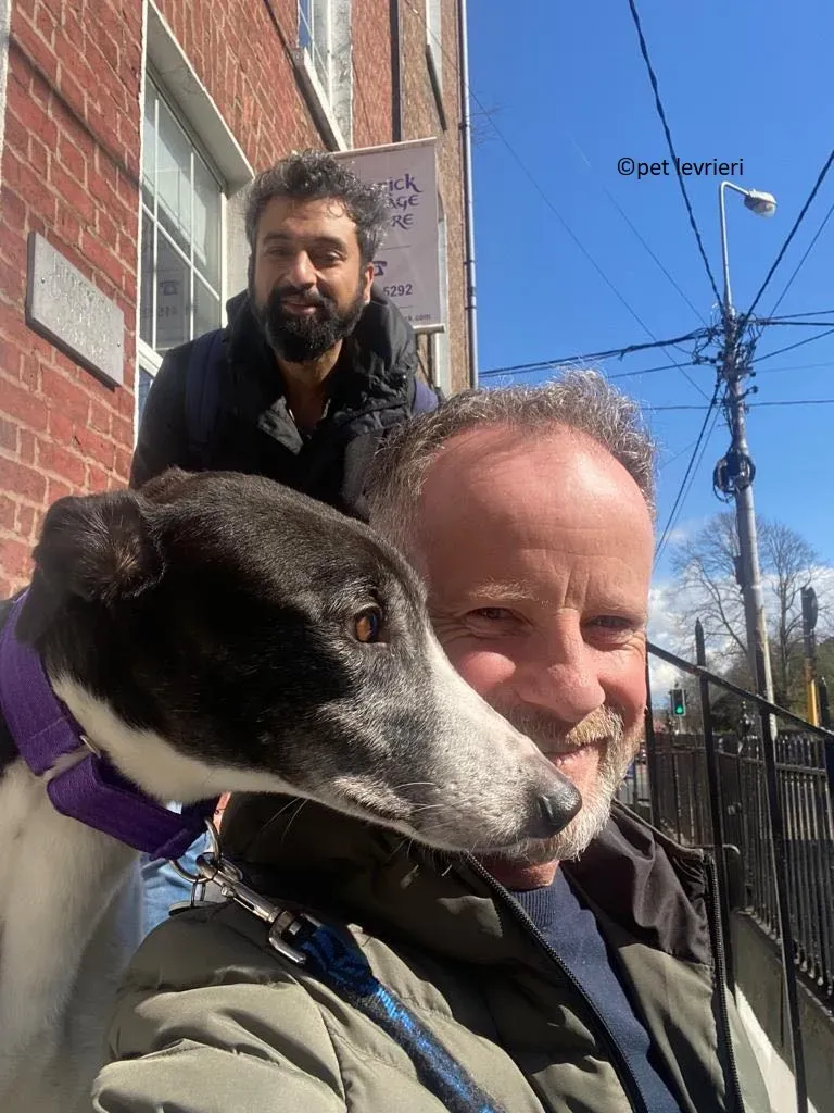 Jojo adozione levriero greyhound14