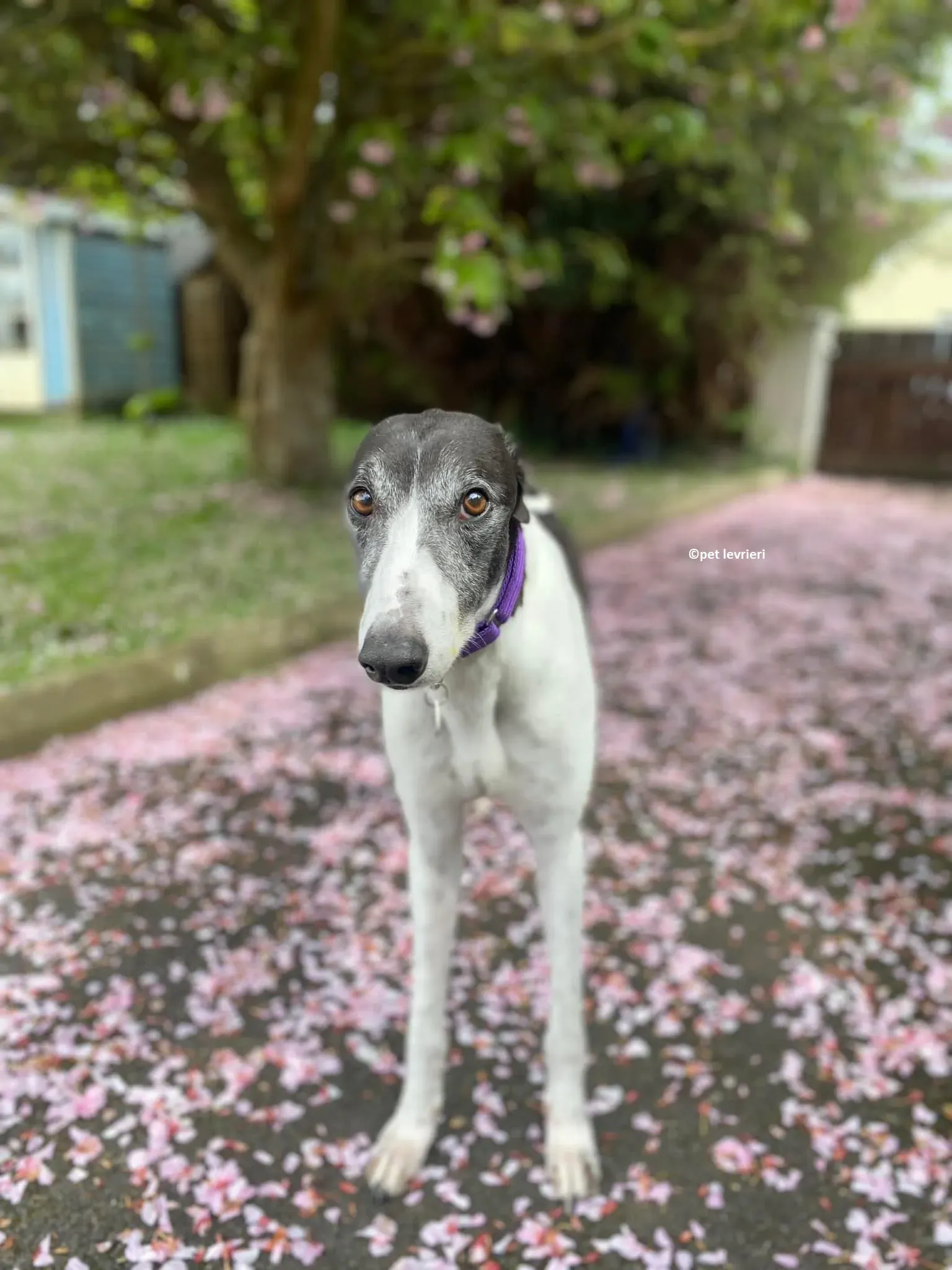 Jojo adozione levriero greyhound15 1