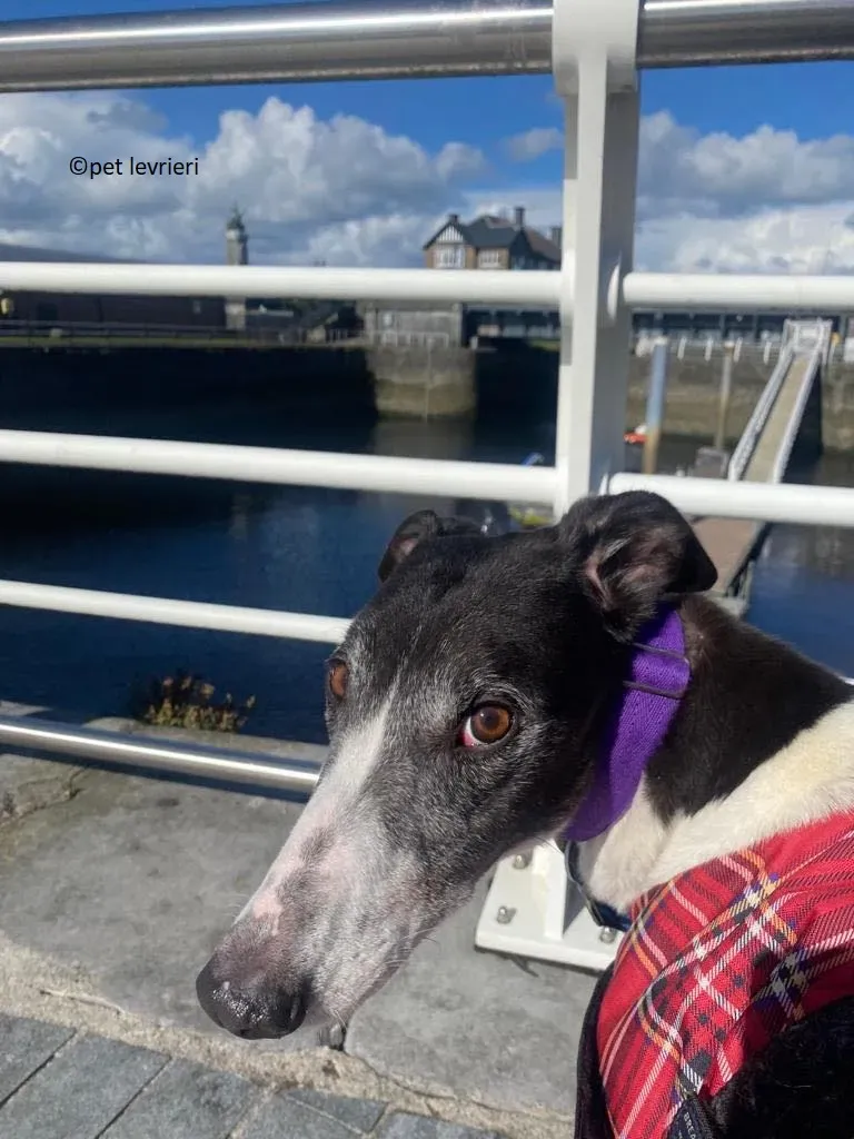 Jojo adozione levriero greyhound15