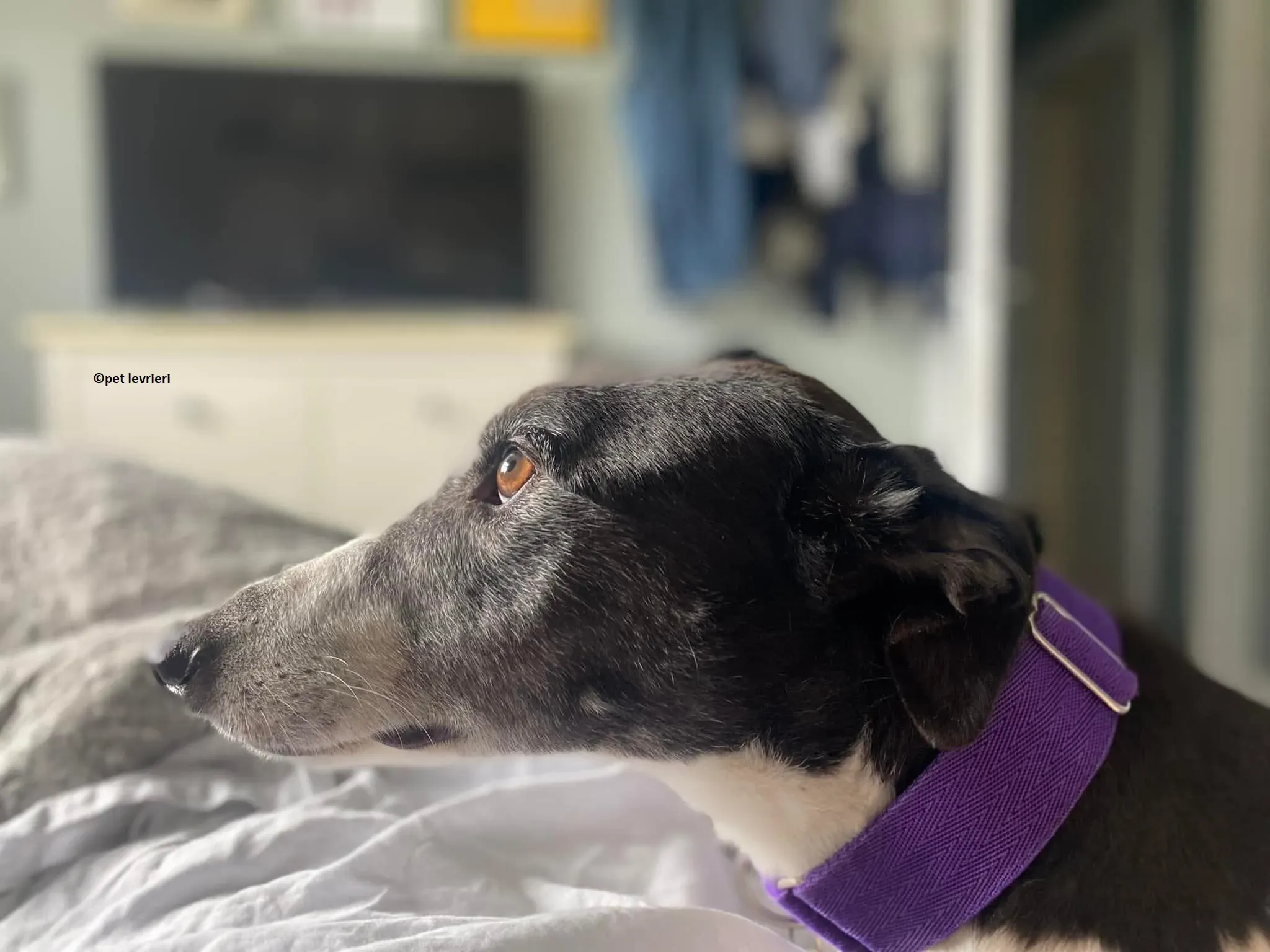 Jojo adozione levriero greyhound16 1