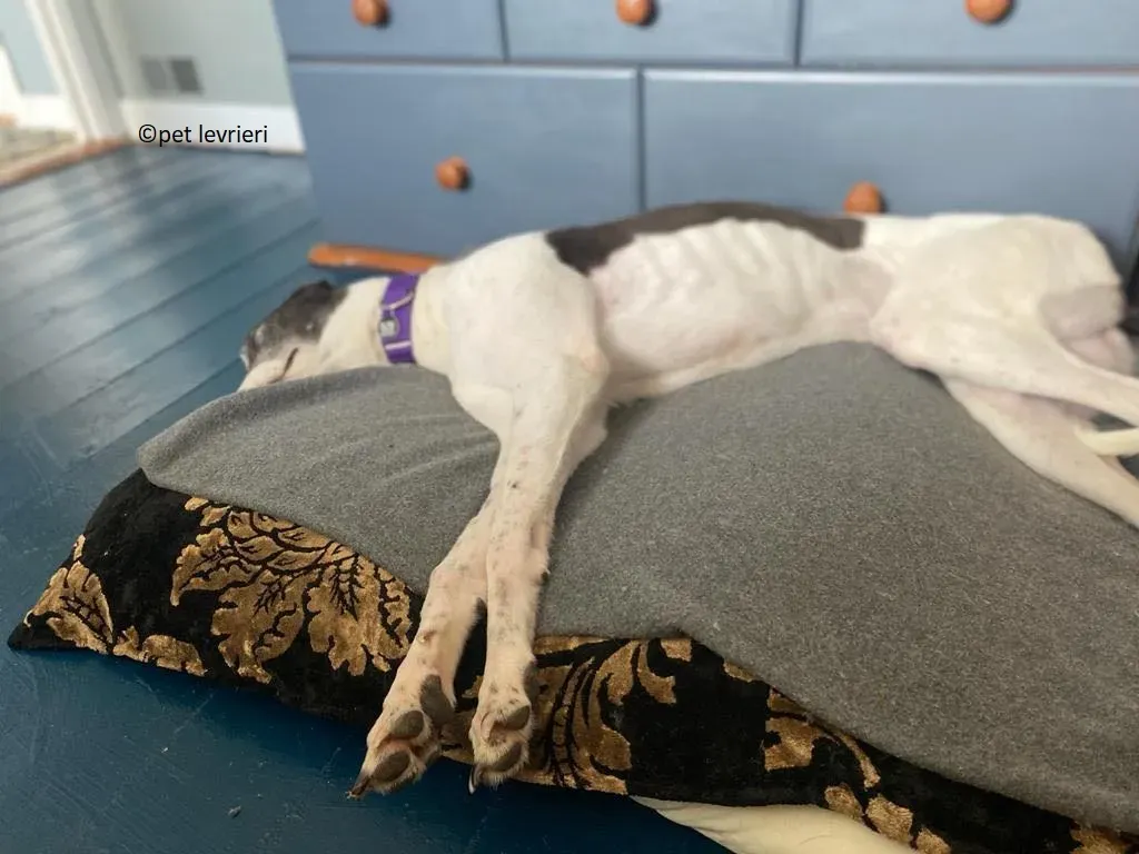 Jojo adozione levriero greyhound16
