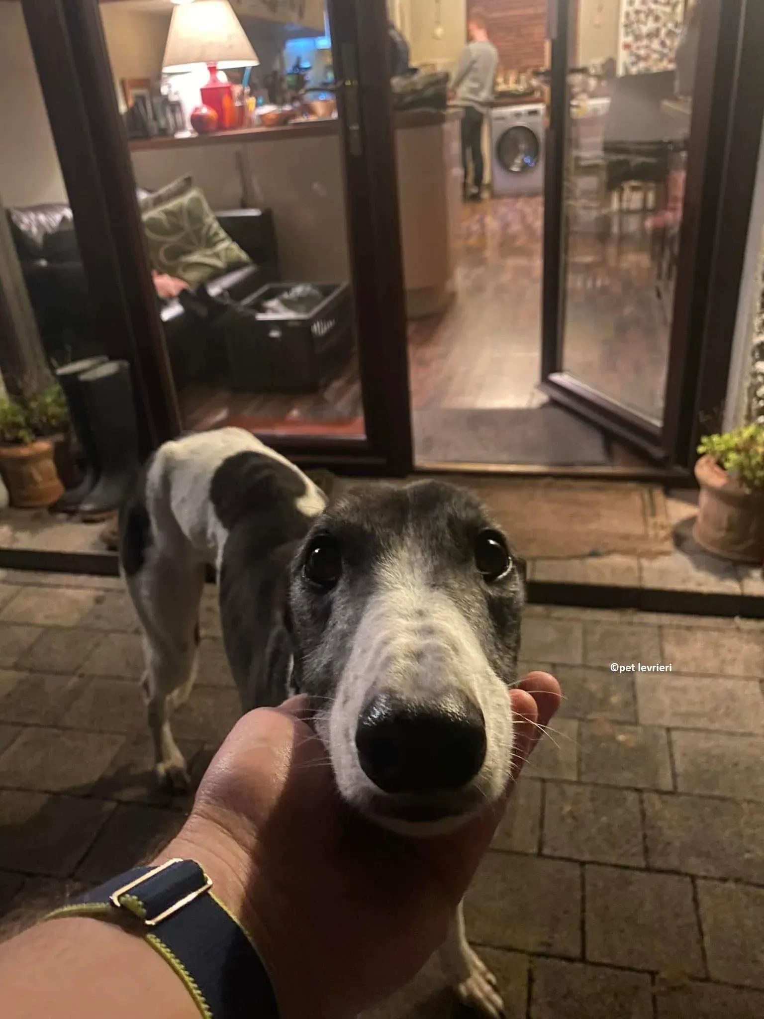 Jojo adozione levriero greyhound17 1