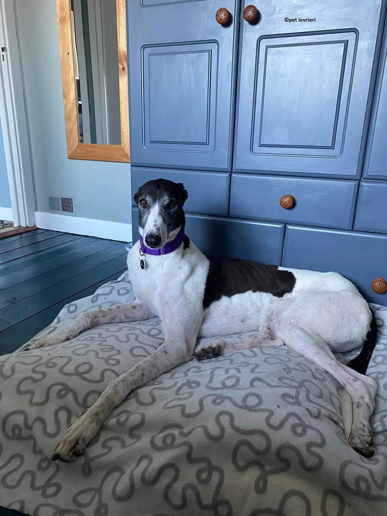 Jojo adozione levriero greyhound18