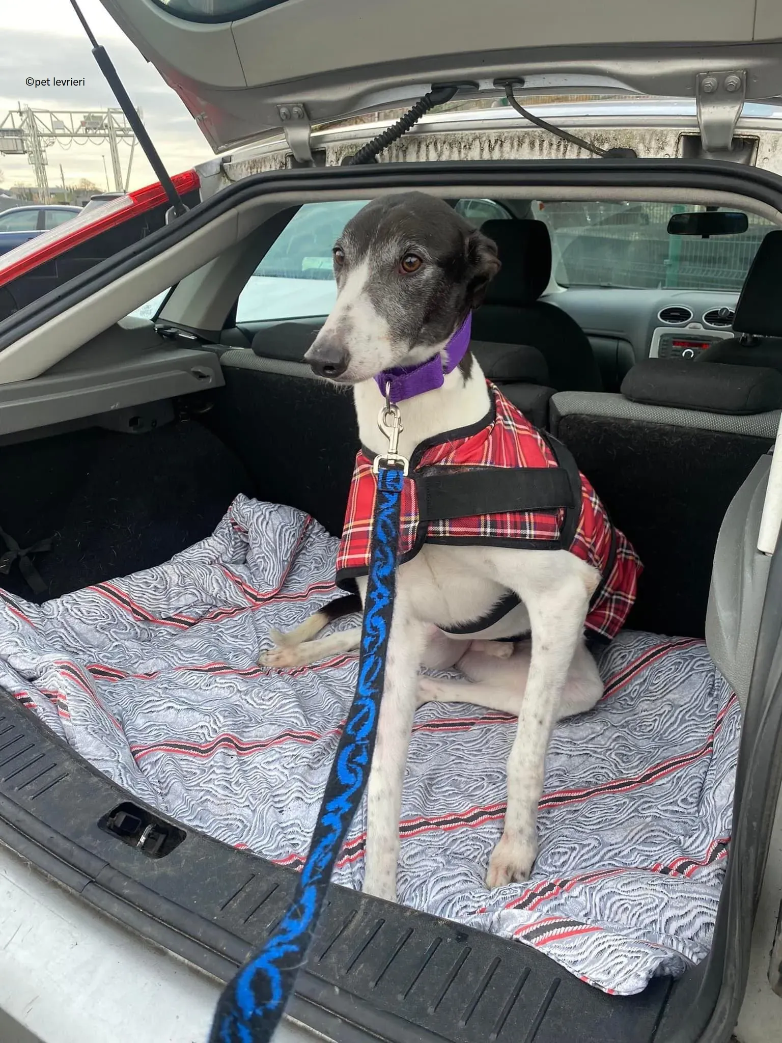 Jojo adozione levriero greyhound2 1