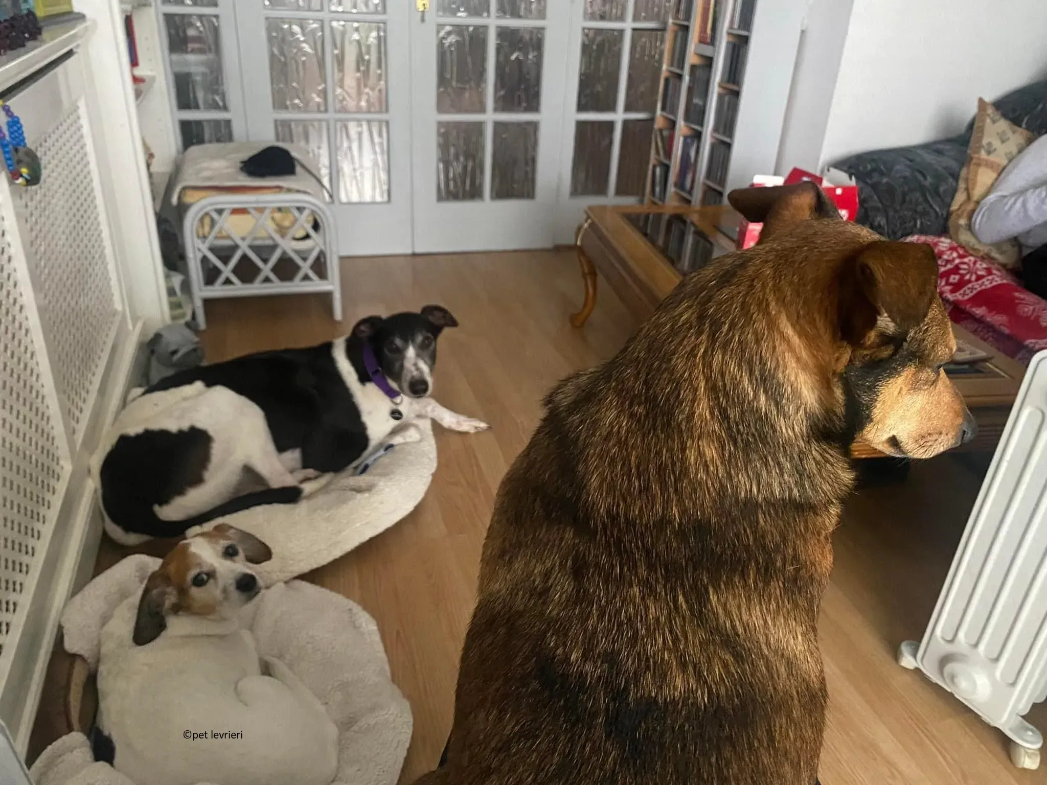 Jojo adozione levriero greyhound3 1