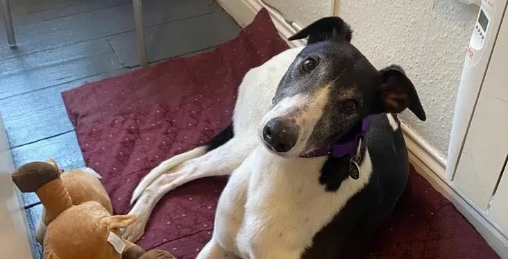 Jojo adozione levriero greyhound3 e1649744172284