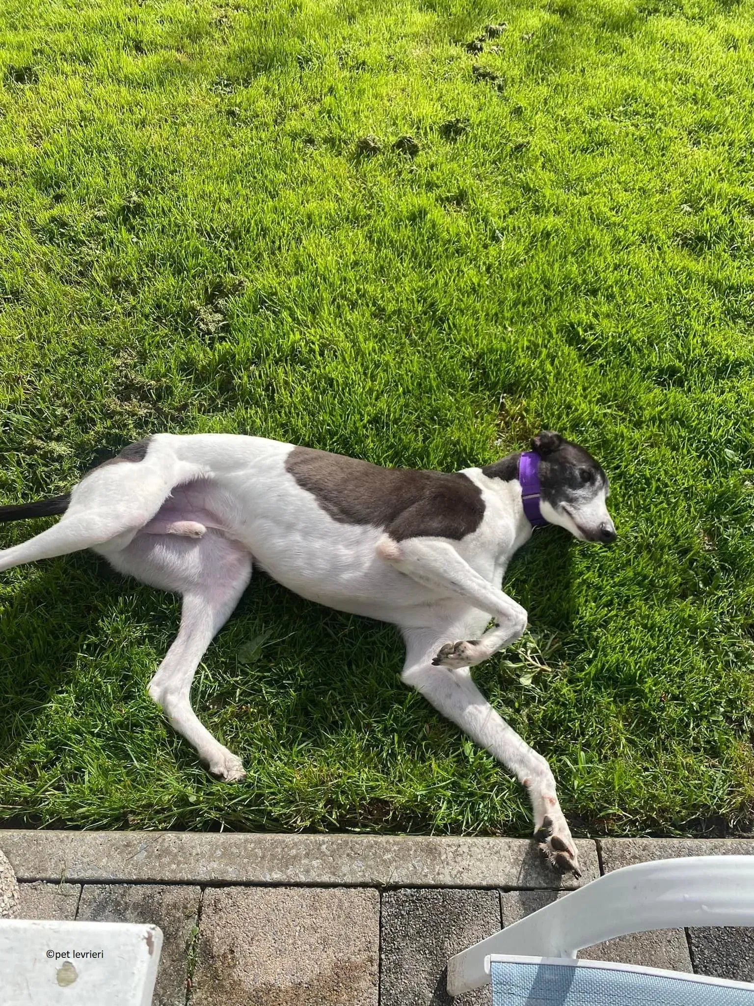 Jojo adozione levriero greyhound4 1