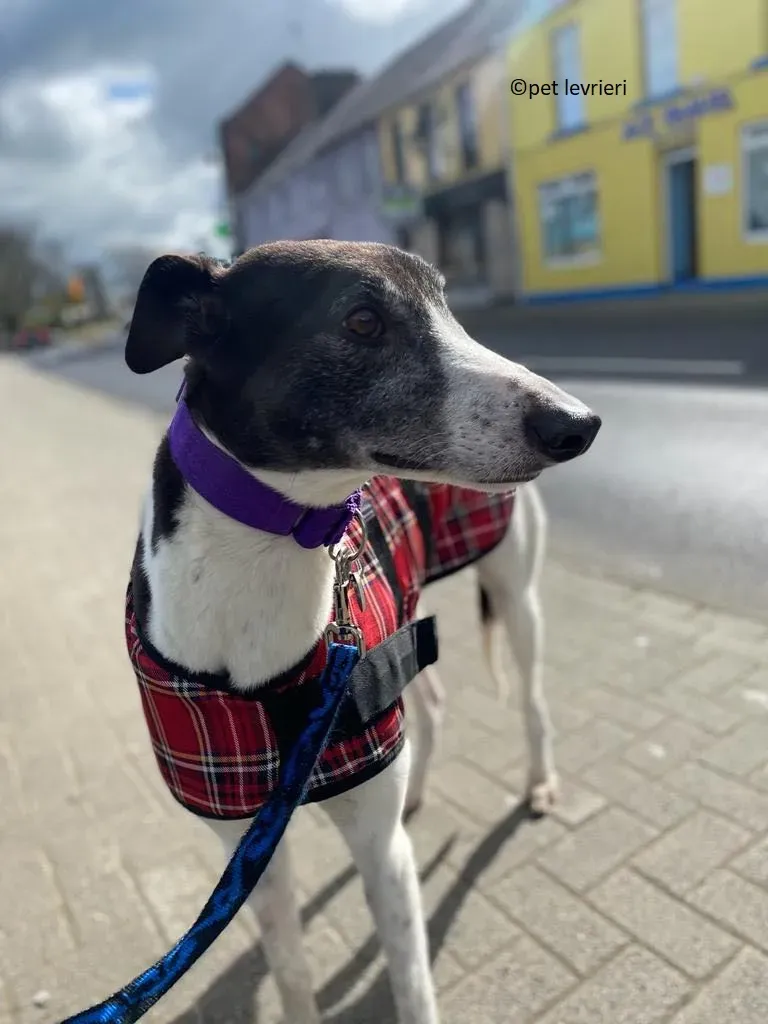 Jojo adozione levriero greyhound4